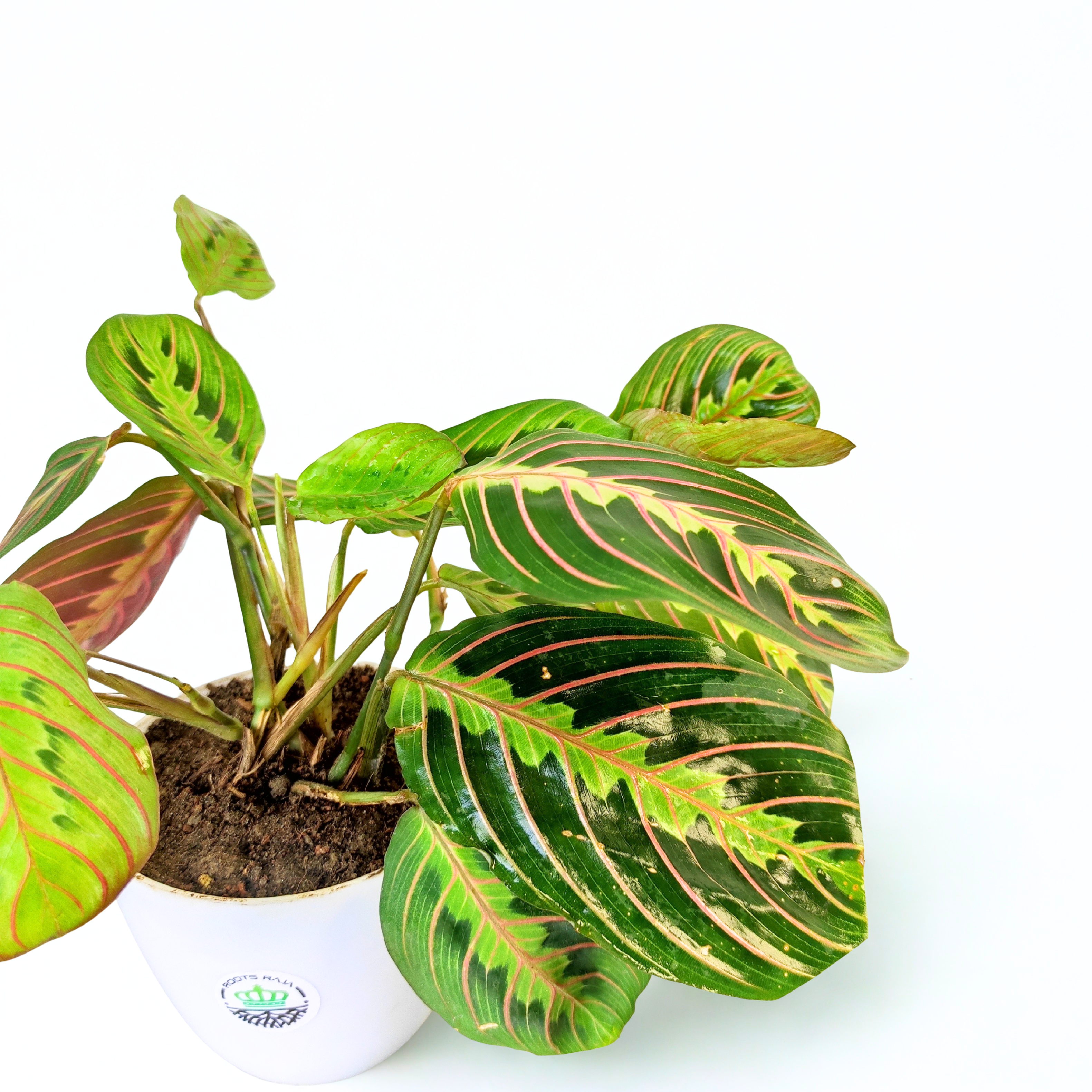 Calathea Red Vein