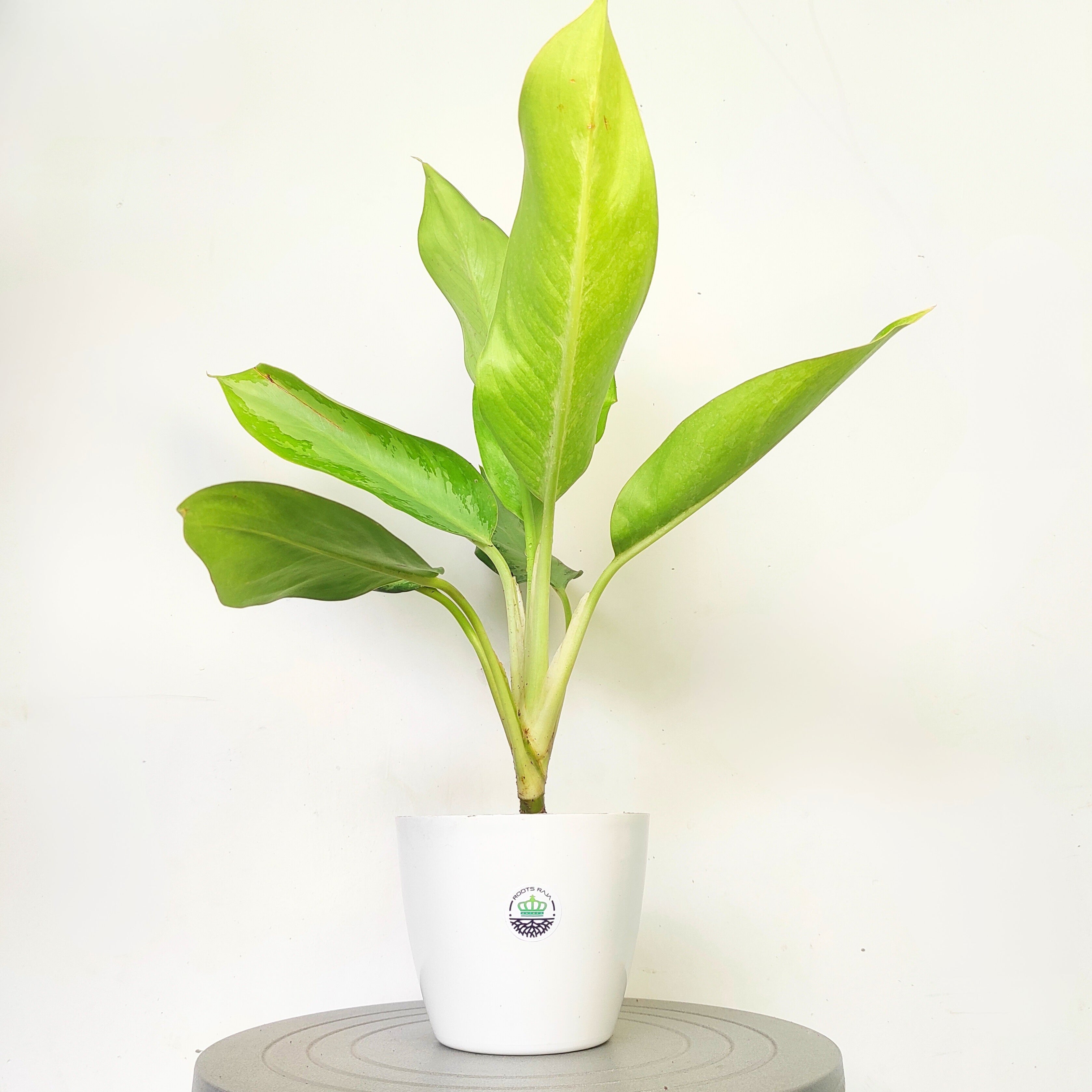 Aglaonema Silver Bay