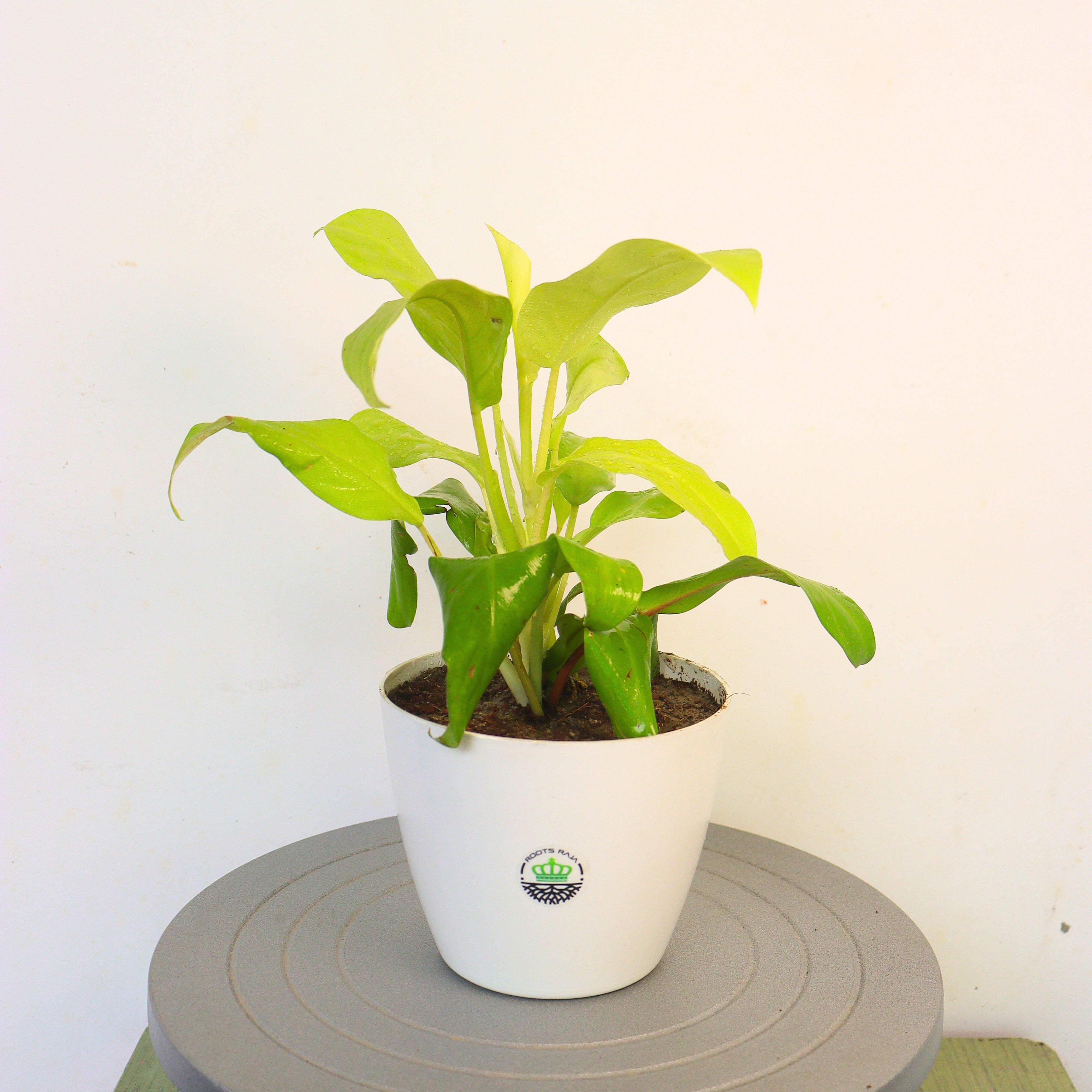 Syngonium Gold Allusion