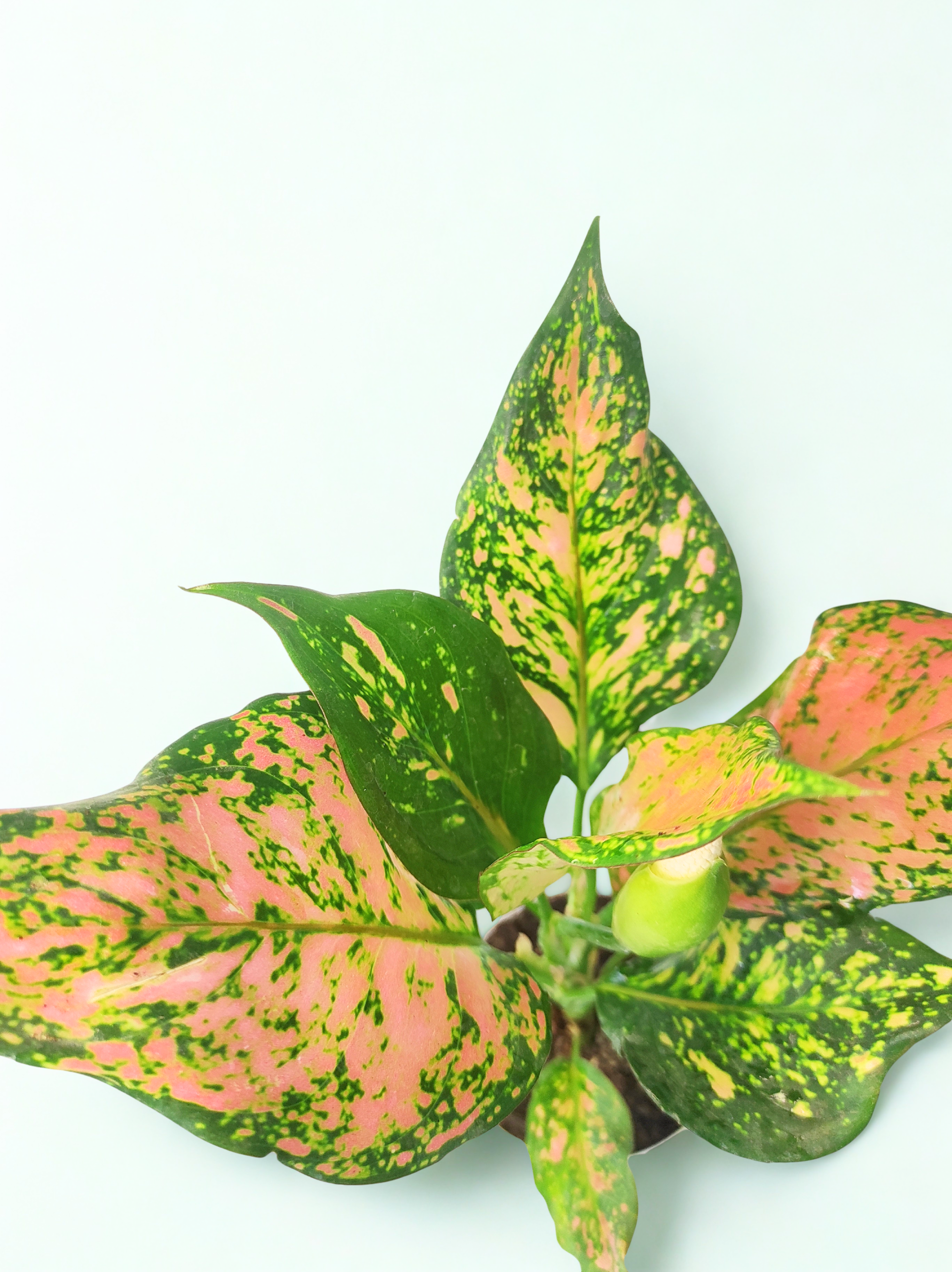 Aglaonema Anjuman