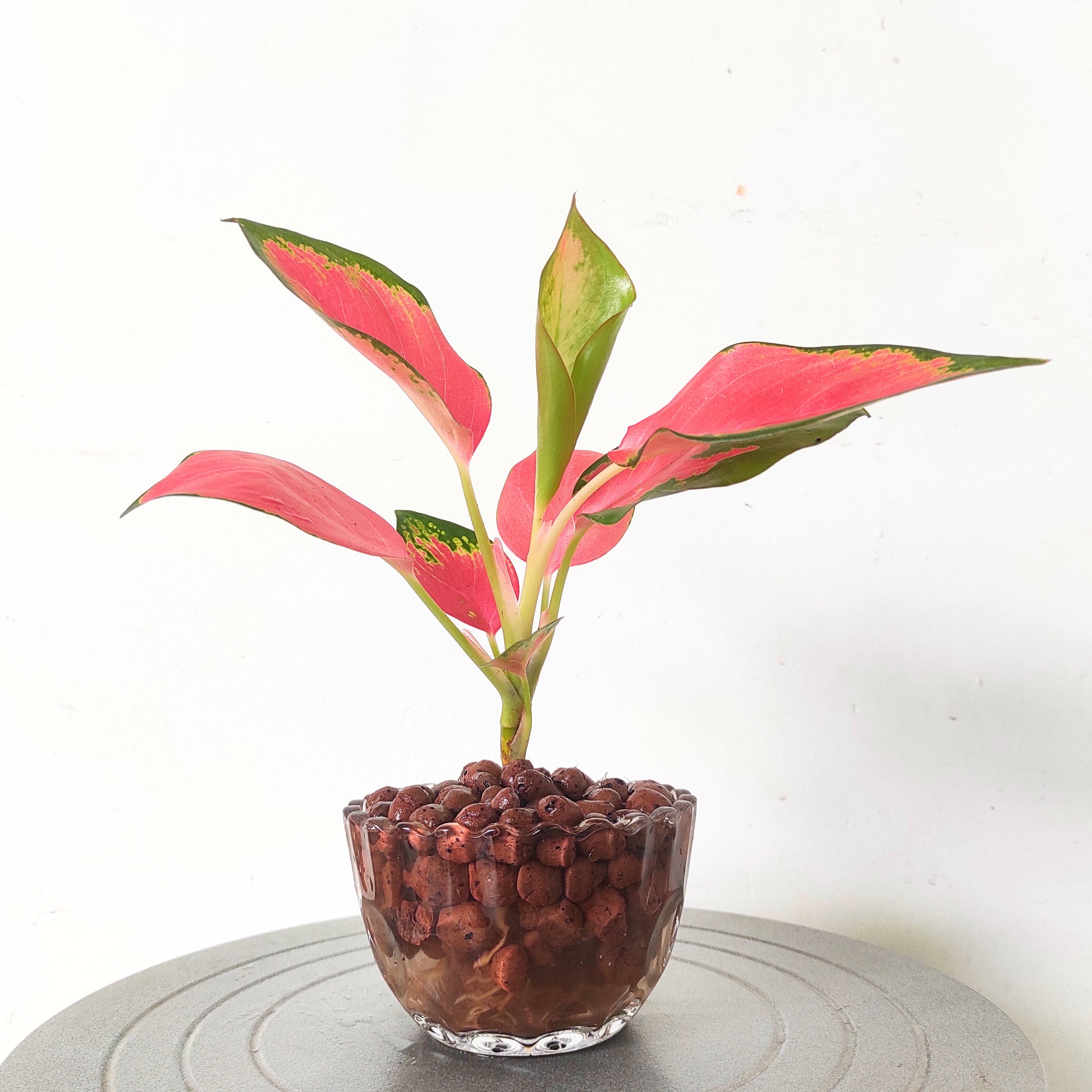 Aglaonema Pink Ruby