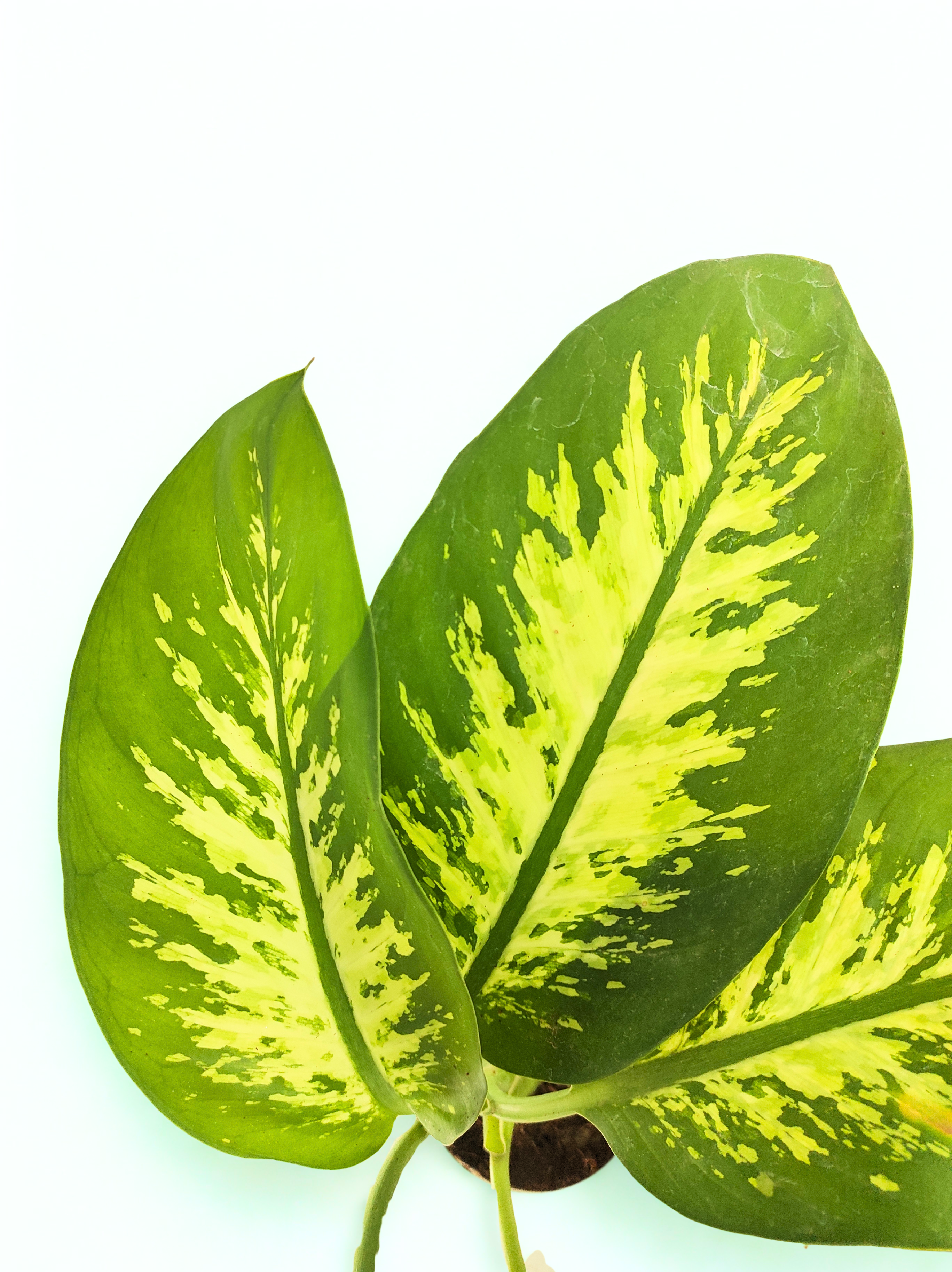 Dieffenbachia Plant