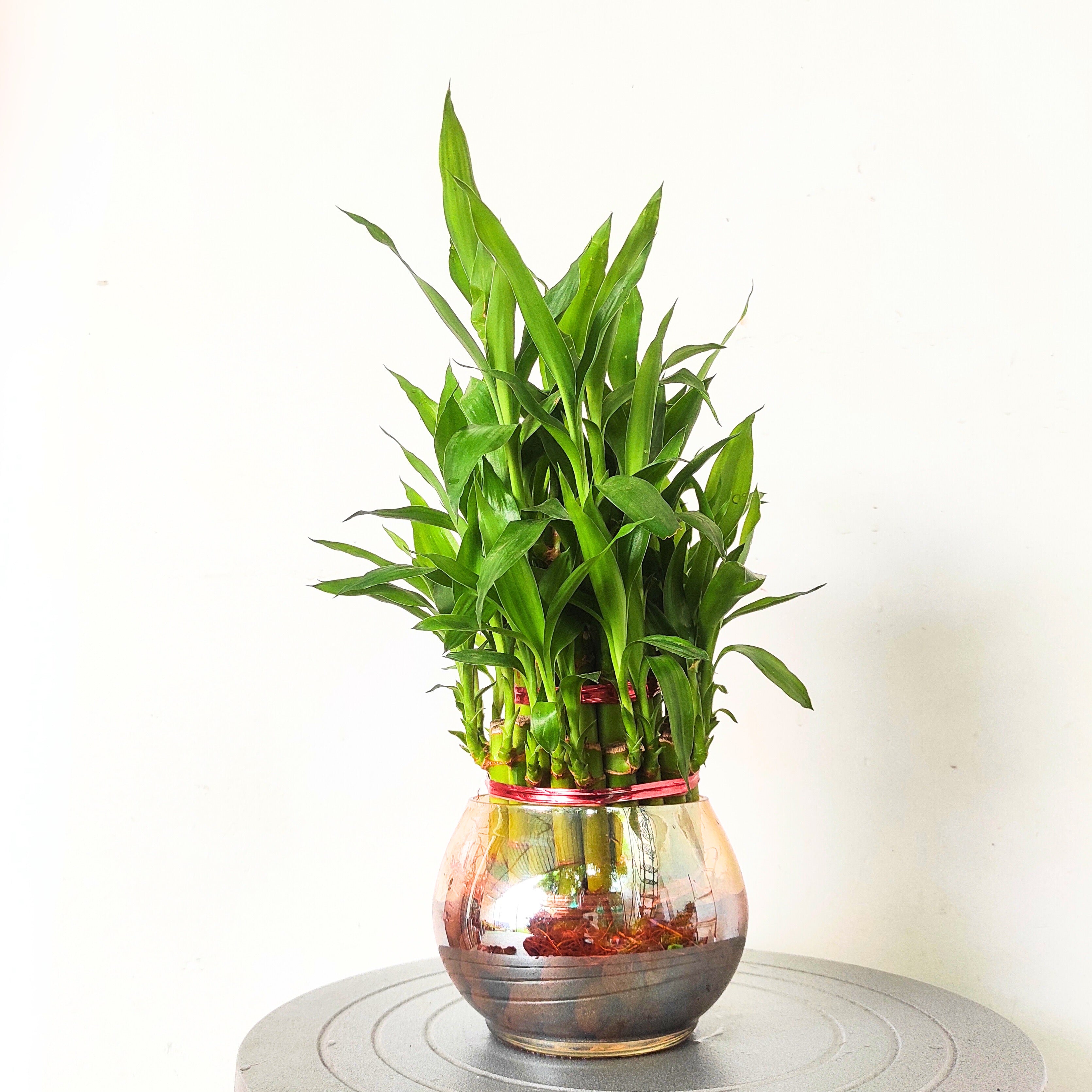 Lucky Bamboo