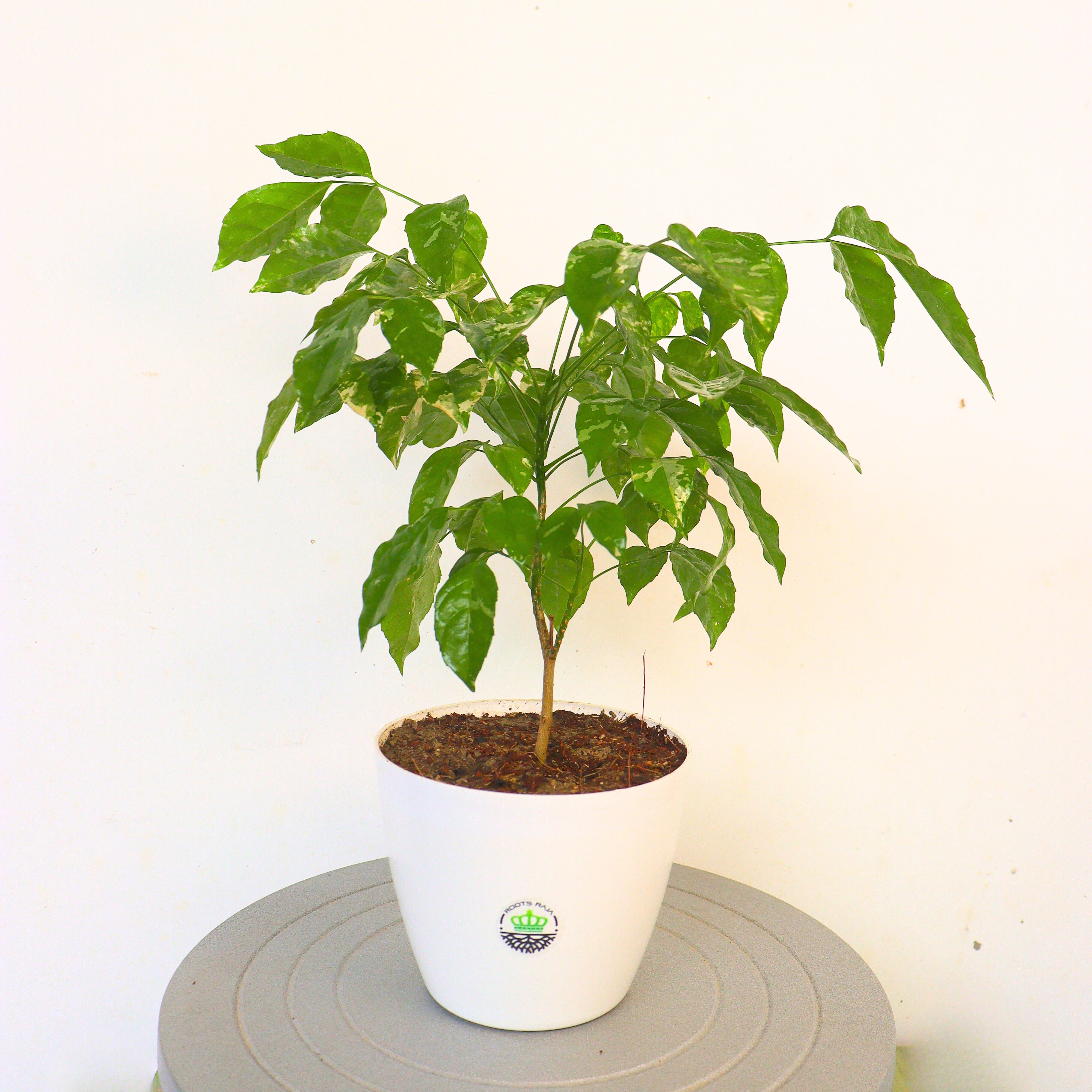 Radermachera Variegated