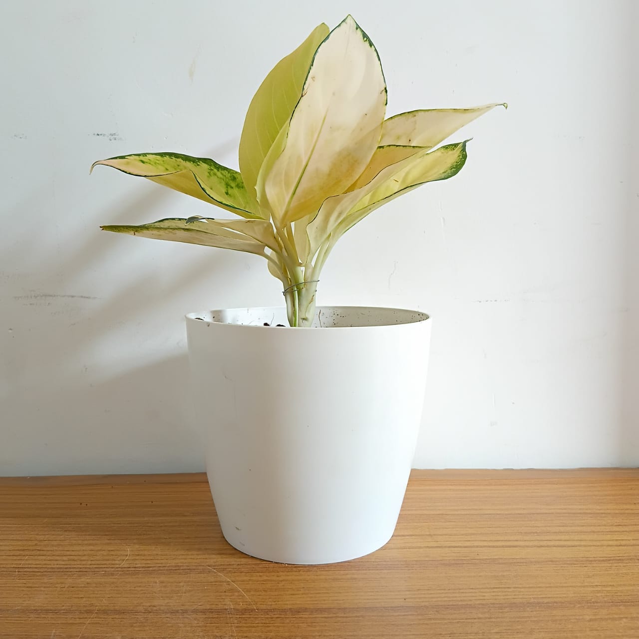 aglaonema angel Aglaonema Golden Angel - Indoor Plant for Low Light