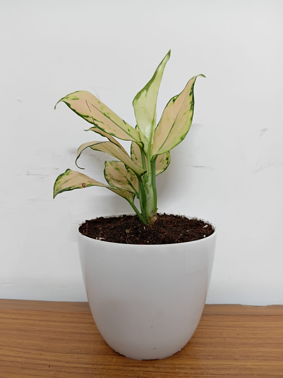  Aglaonema 'White Pink'