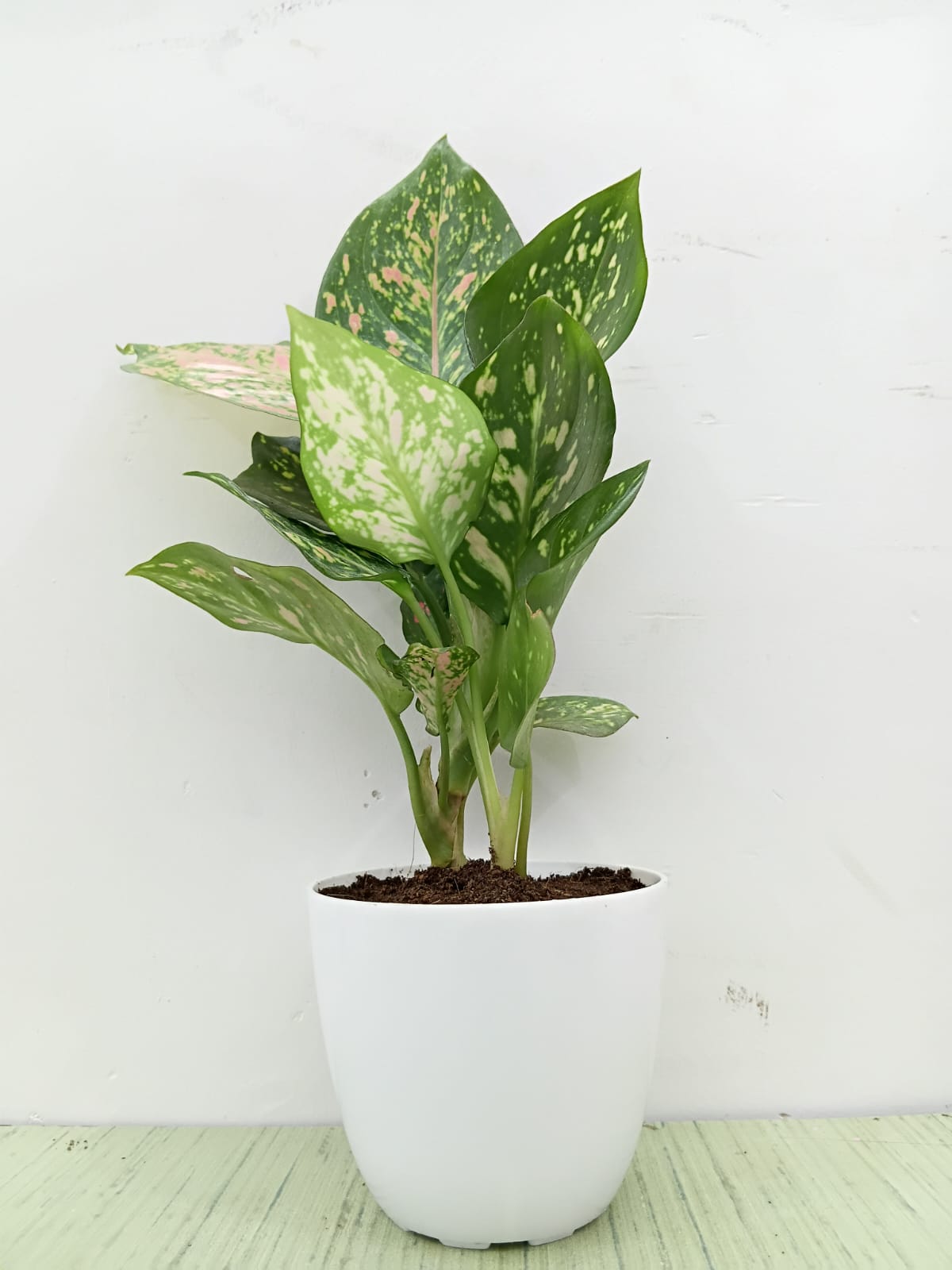 aglaonema angel wings Aglaonema Angel Plant – Elegant Indoor Beauty