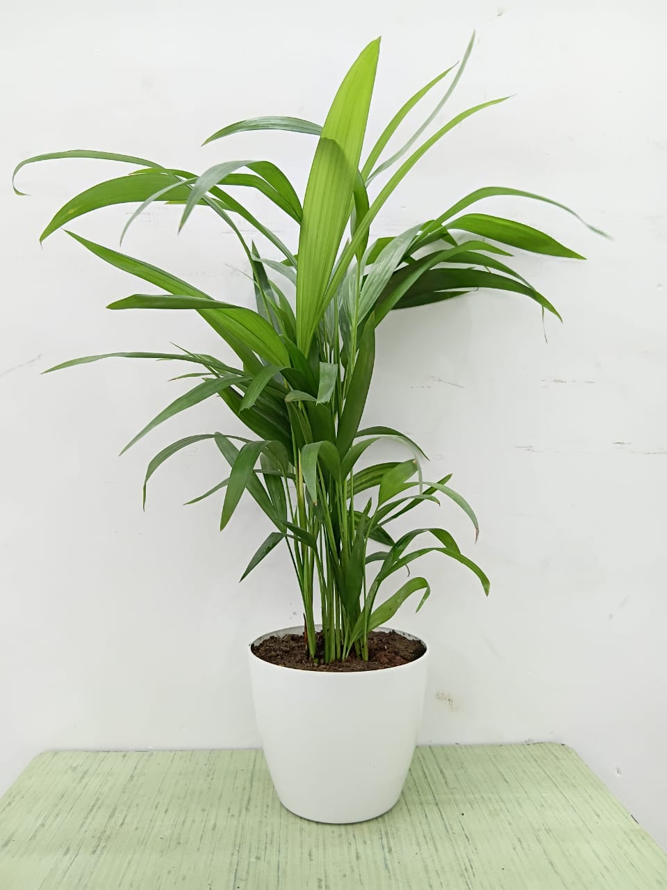 Areca palm
