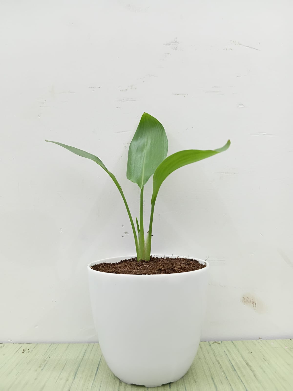 Bird of Paradise