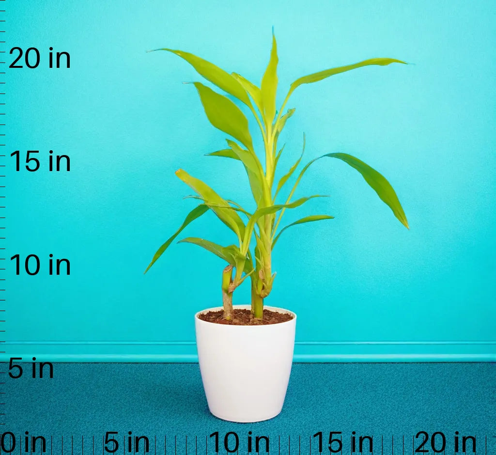 Bamboo Plant