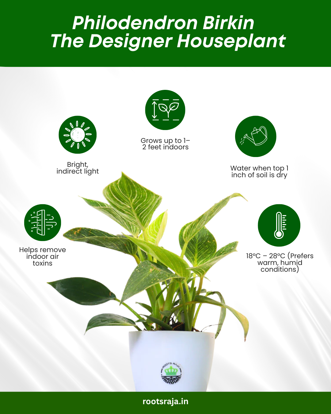 benefits of philodendron plant Buy Philodendron Birkin Plant Online – Unique & Easy-to-Care – rootsraja.in