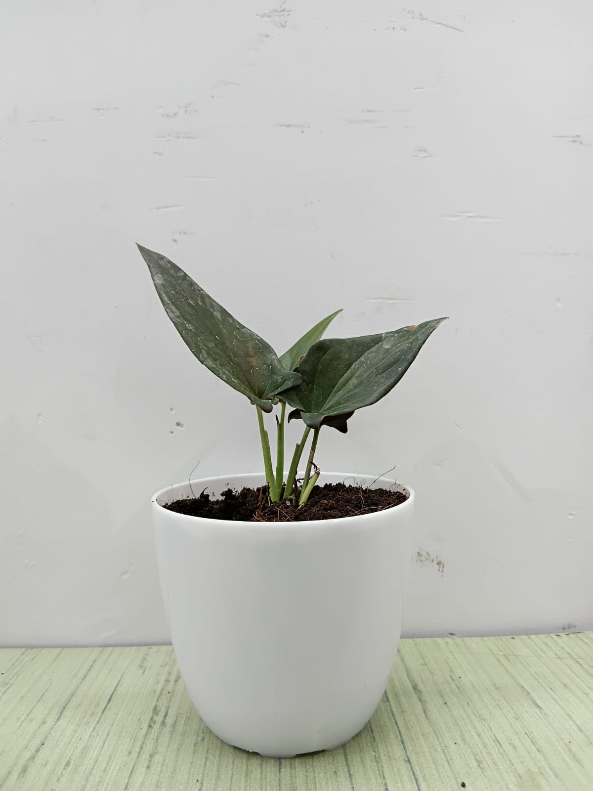 Black Money Plant