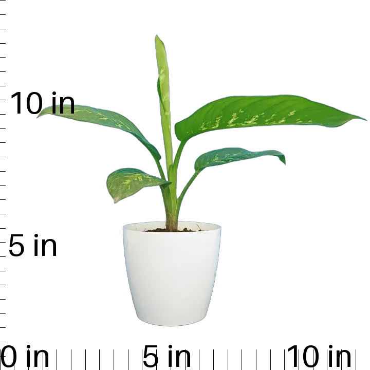 Dieffenbachia Plant