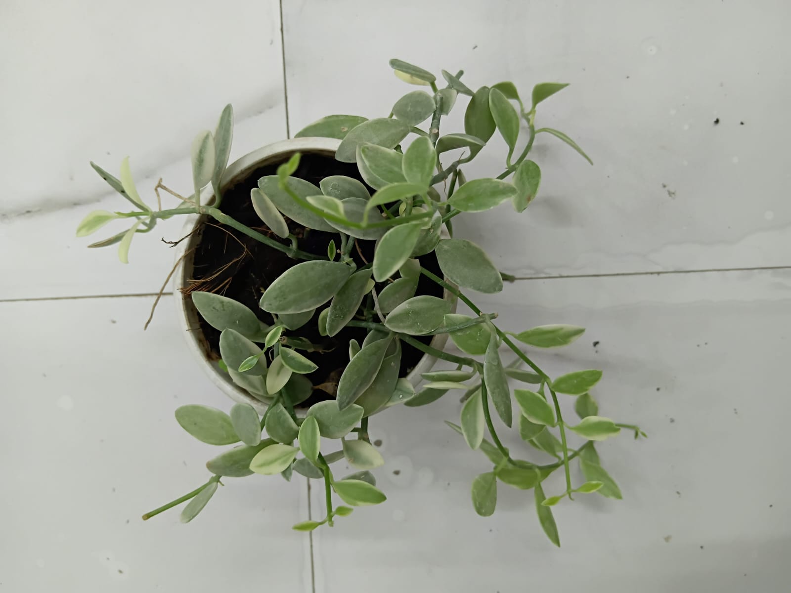 Dischidia oiantha variegata