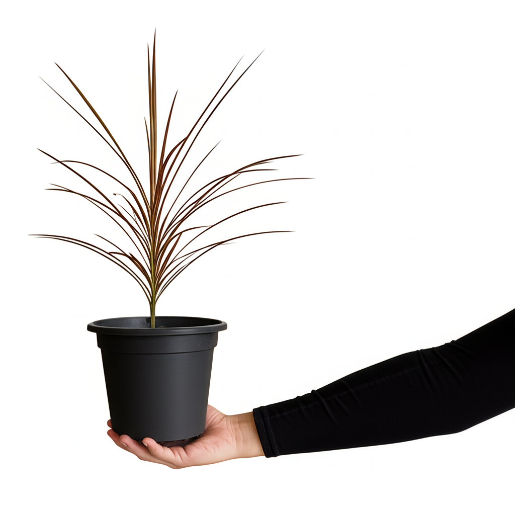 Dracaena tricolour