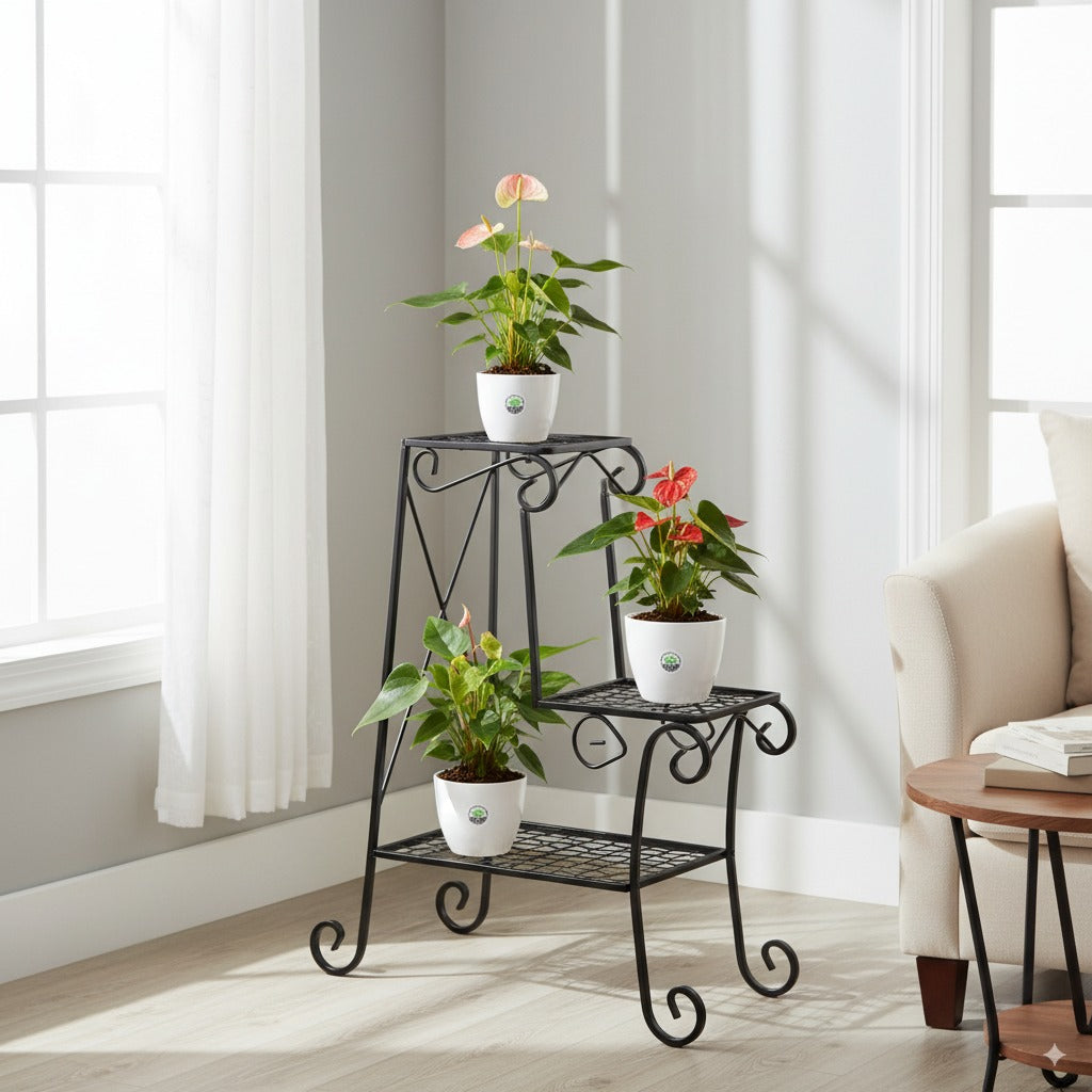 Anthurium Plant (Brown)