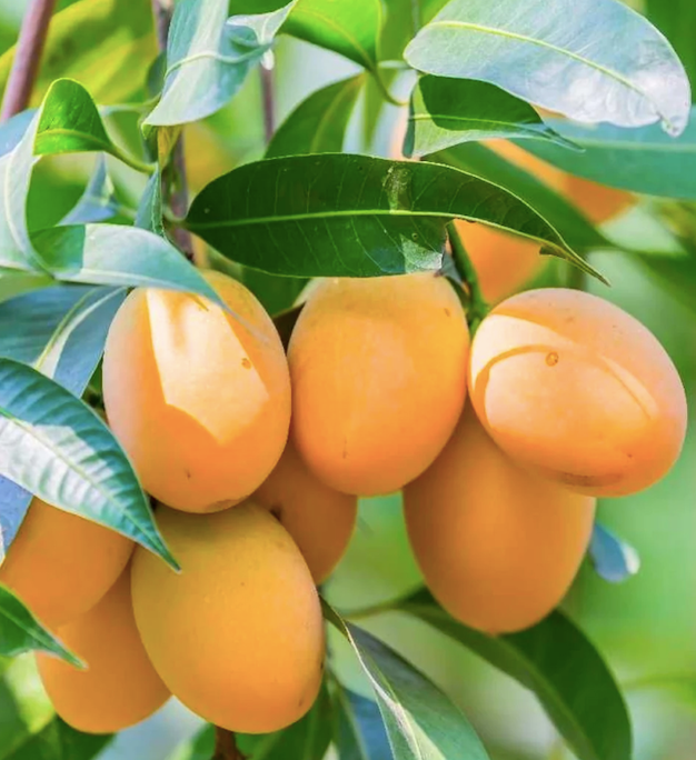 Grafted Amrapali Mango