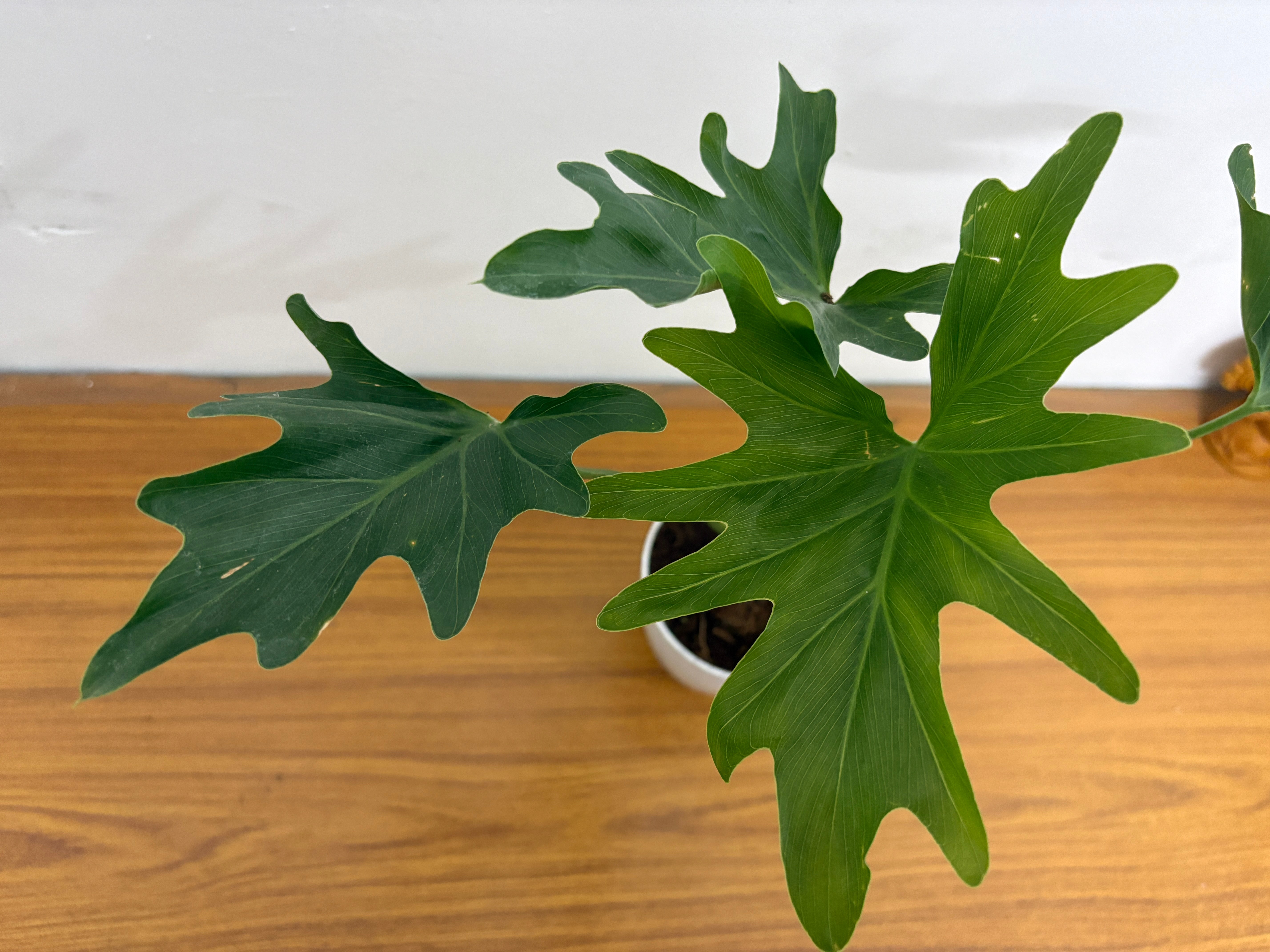 Philodendron selloum