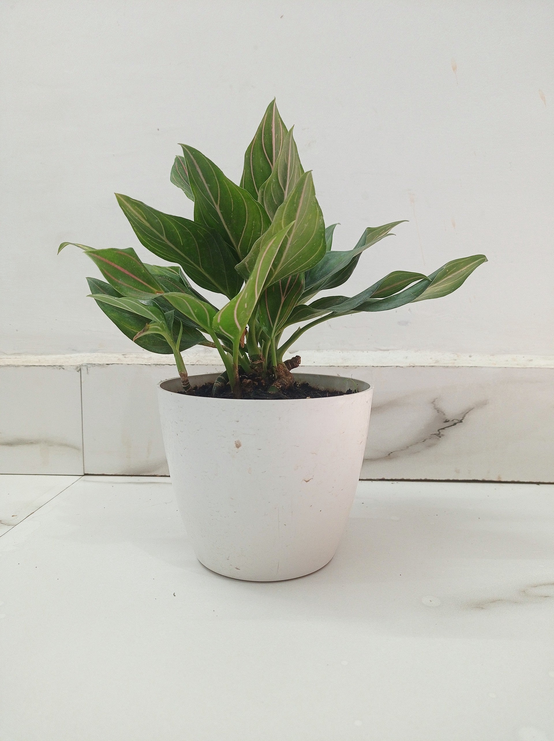 Aglaonema Red Vein