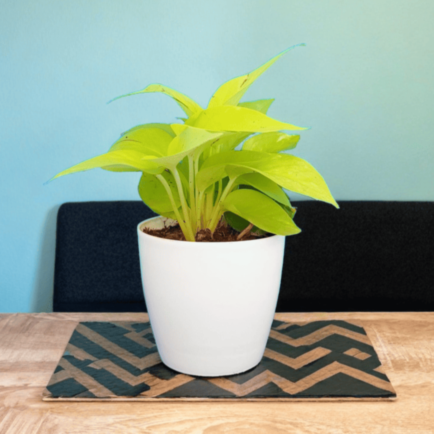 Money Plant Neon