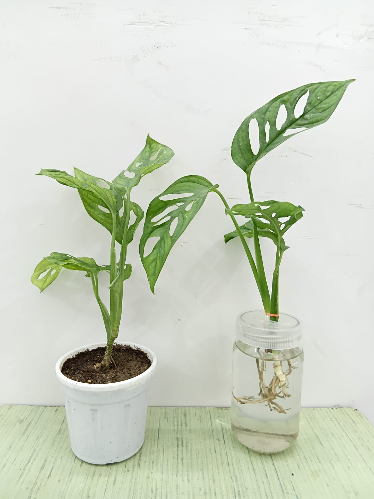 Monstera Broken Heart