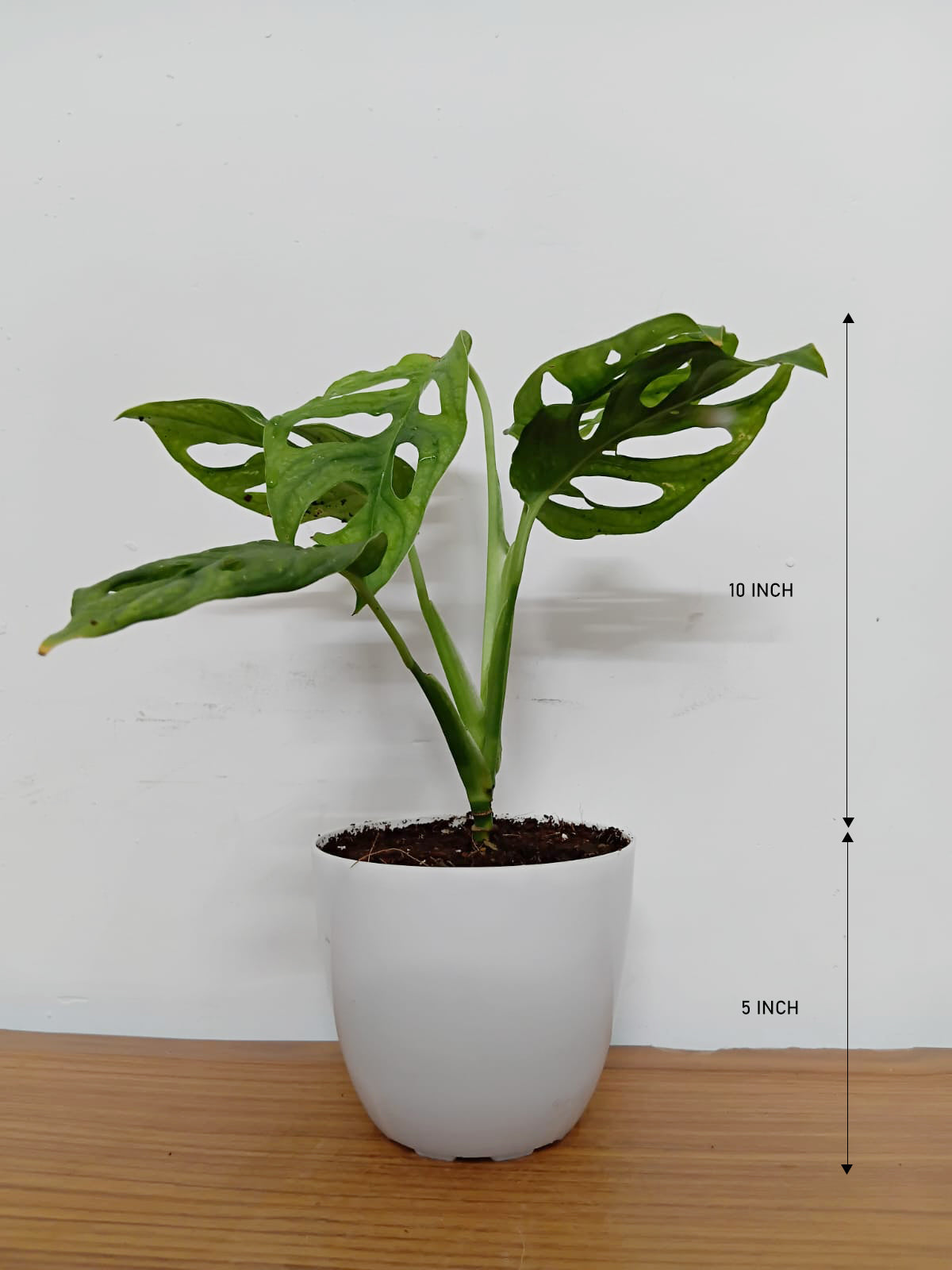 Monstera Broken Heart