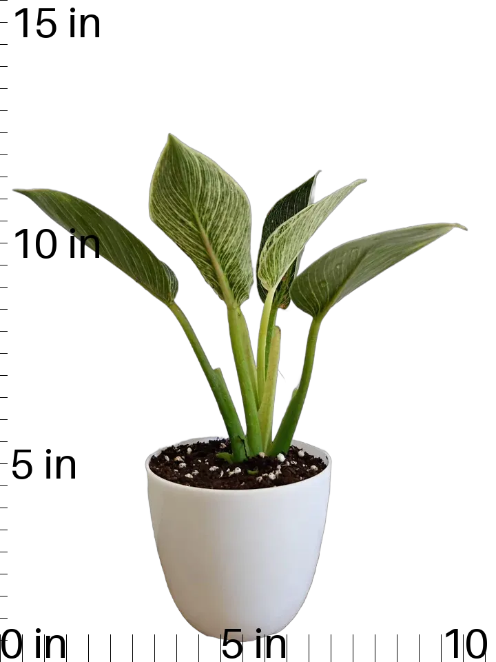 Philodendron Birkin