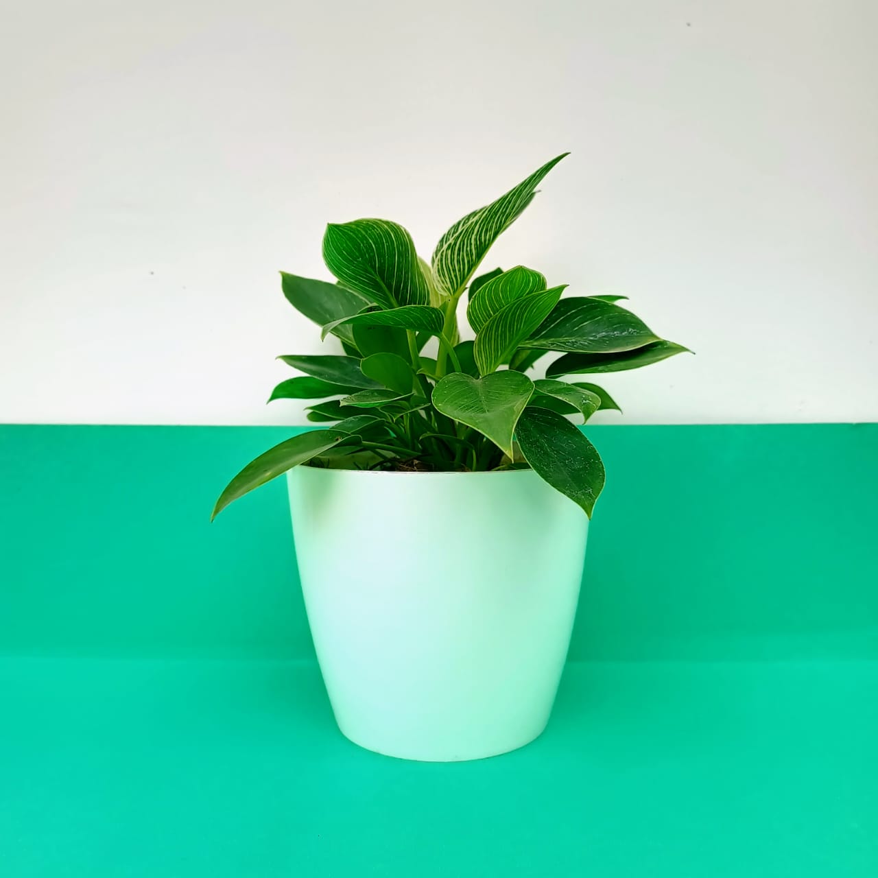 Philodendron Birkin