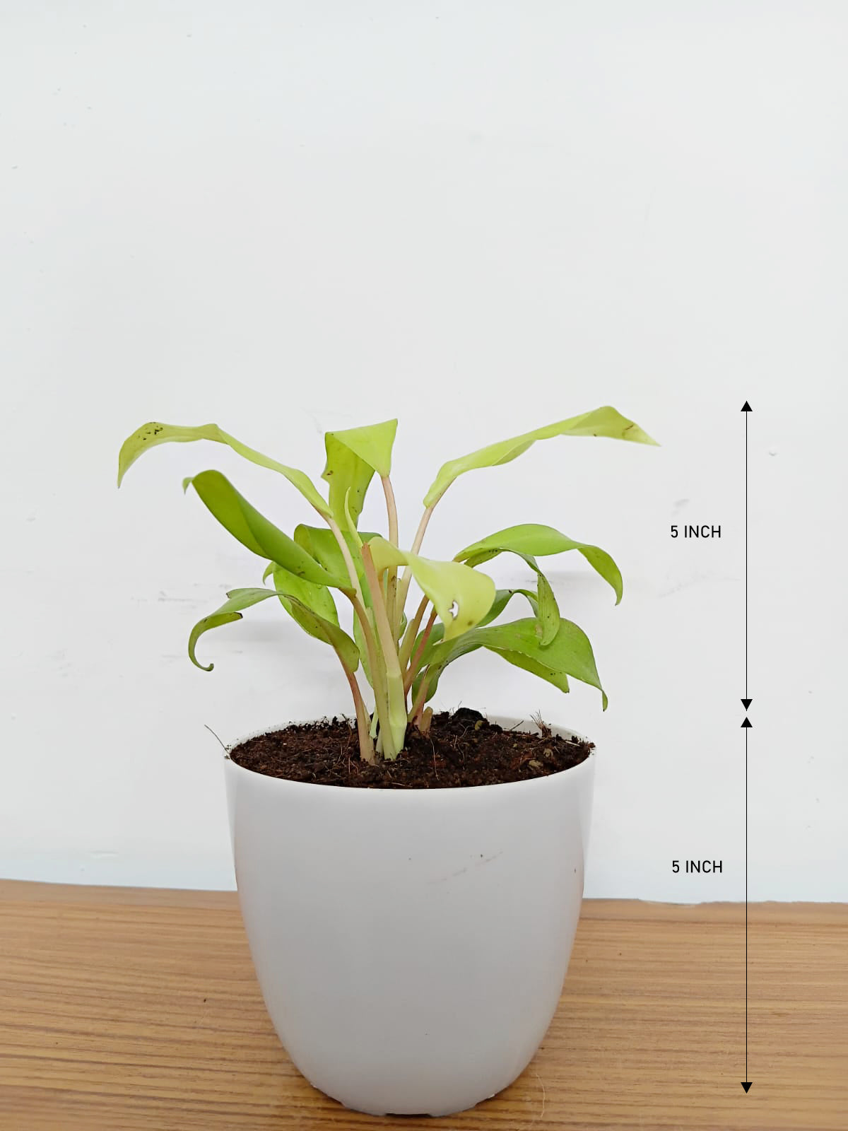 Philodendron Ceylon Golden