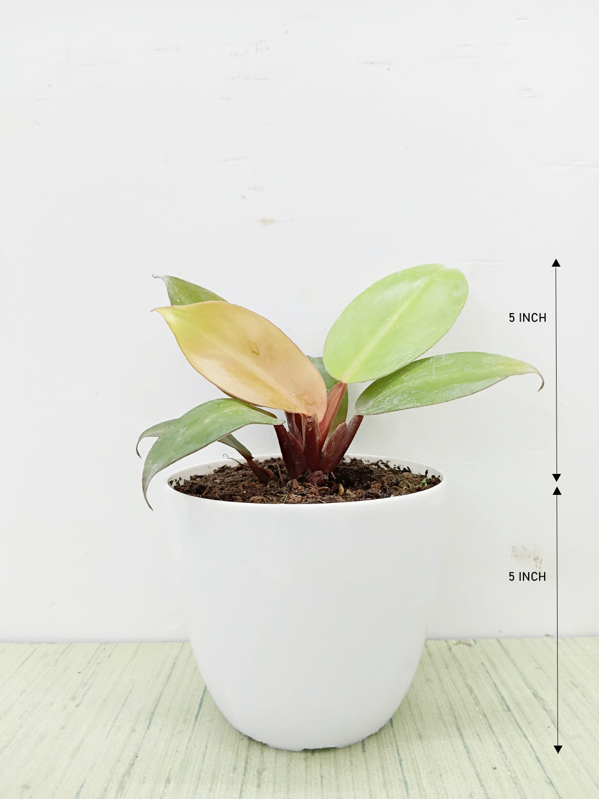 Philodendron Sunshine