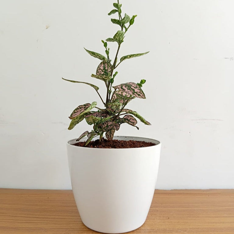 Polka Pot Plant (Hypoestes)