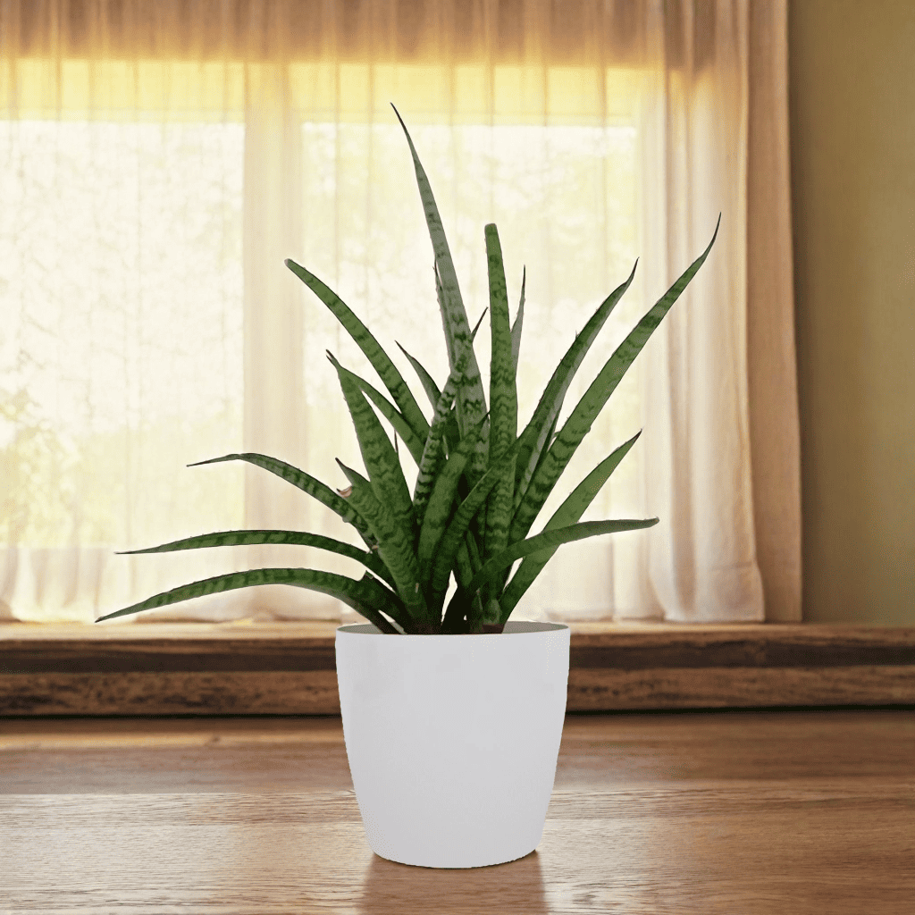dracaena angolensis medicinal uses Dracaena Angolensis