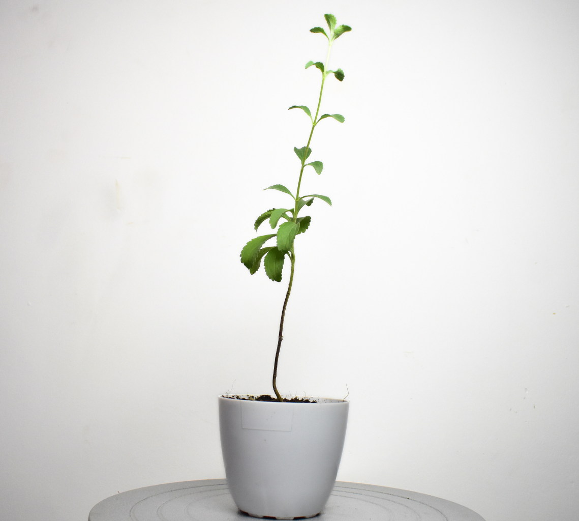 Stevia