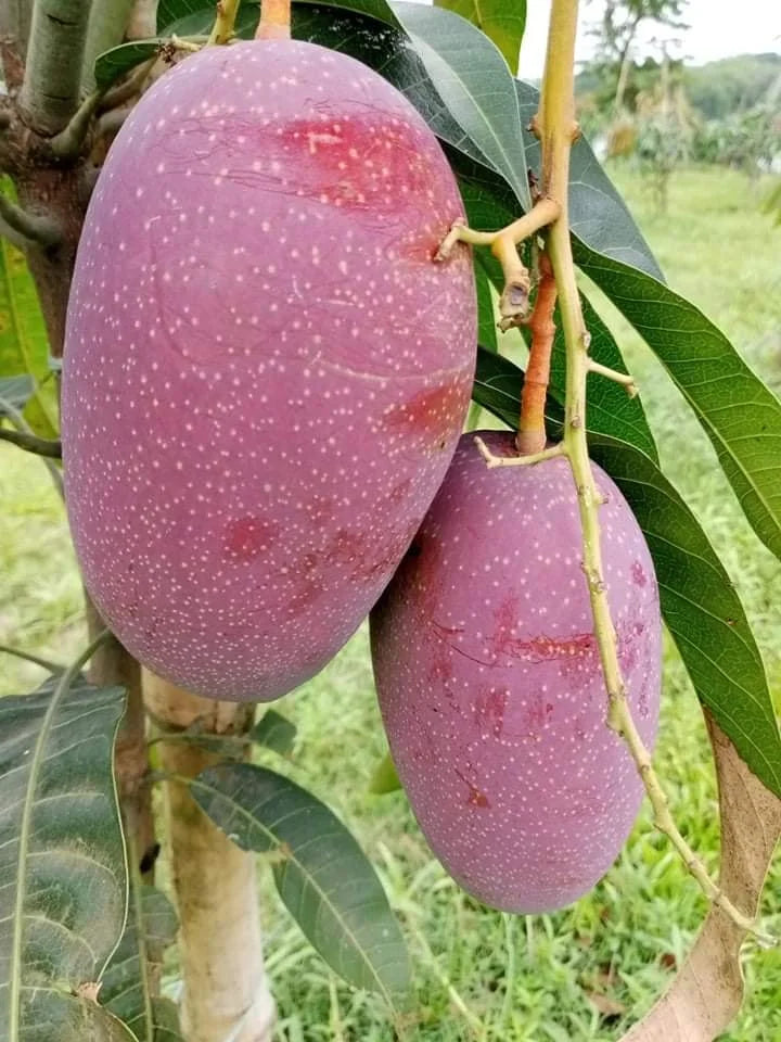 Grafted Taiwan Red Mango