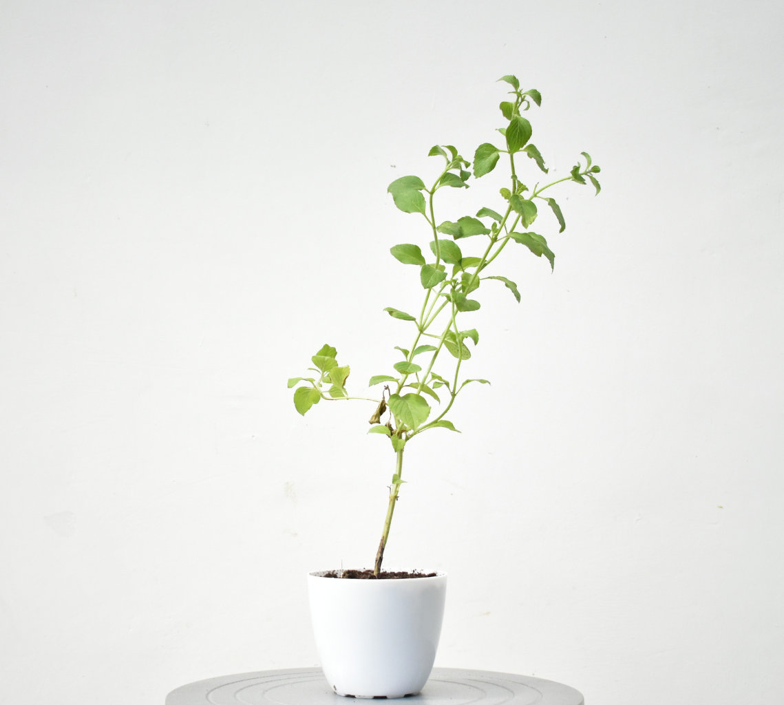 Tulsi Shishir