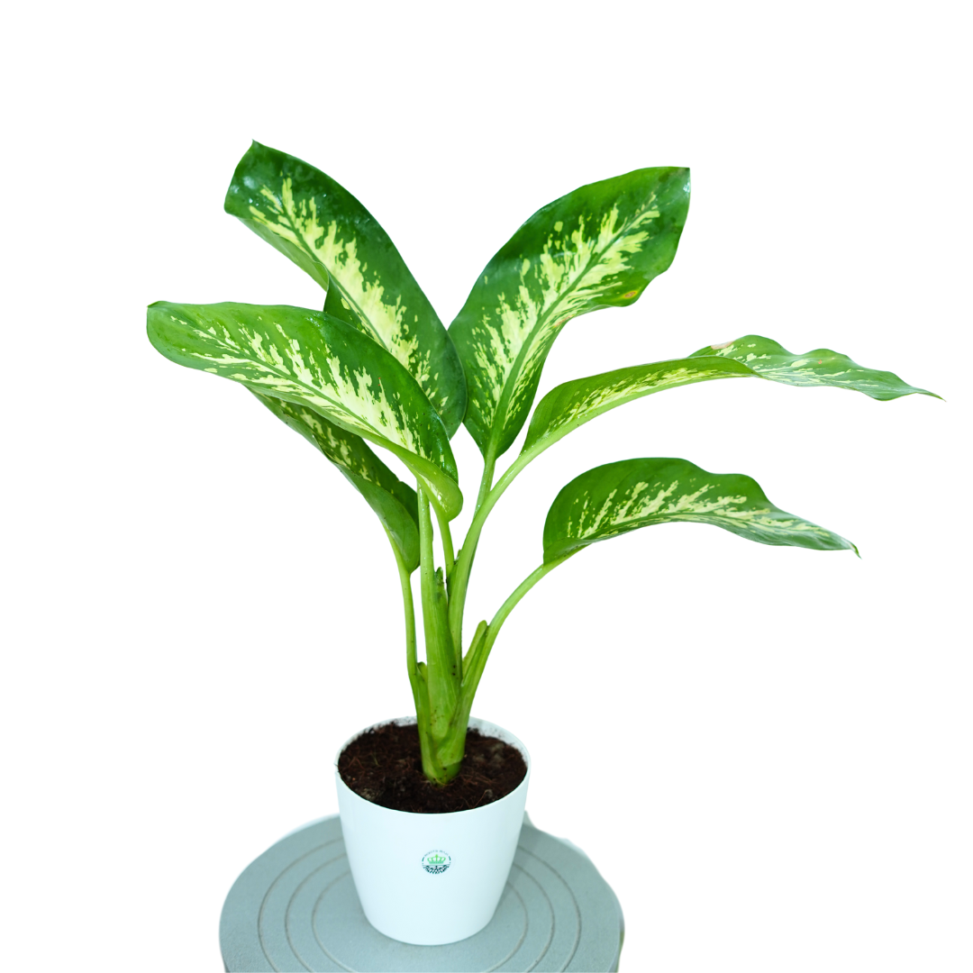 Dieffenbachia Plant