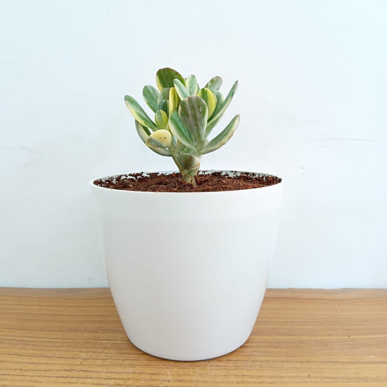 Jade plant