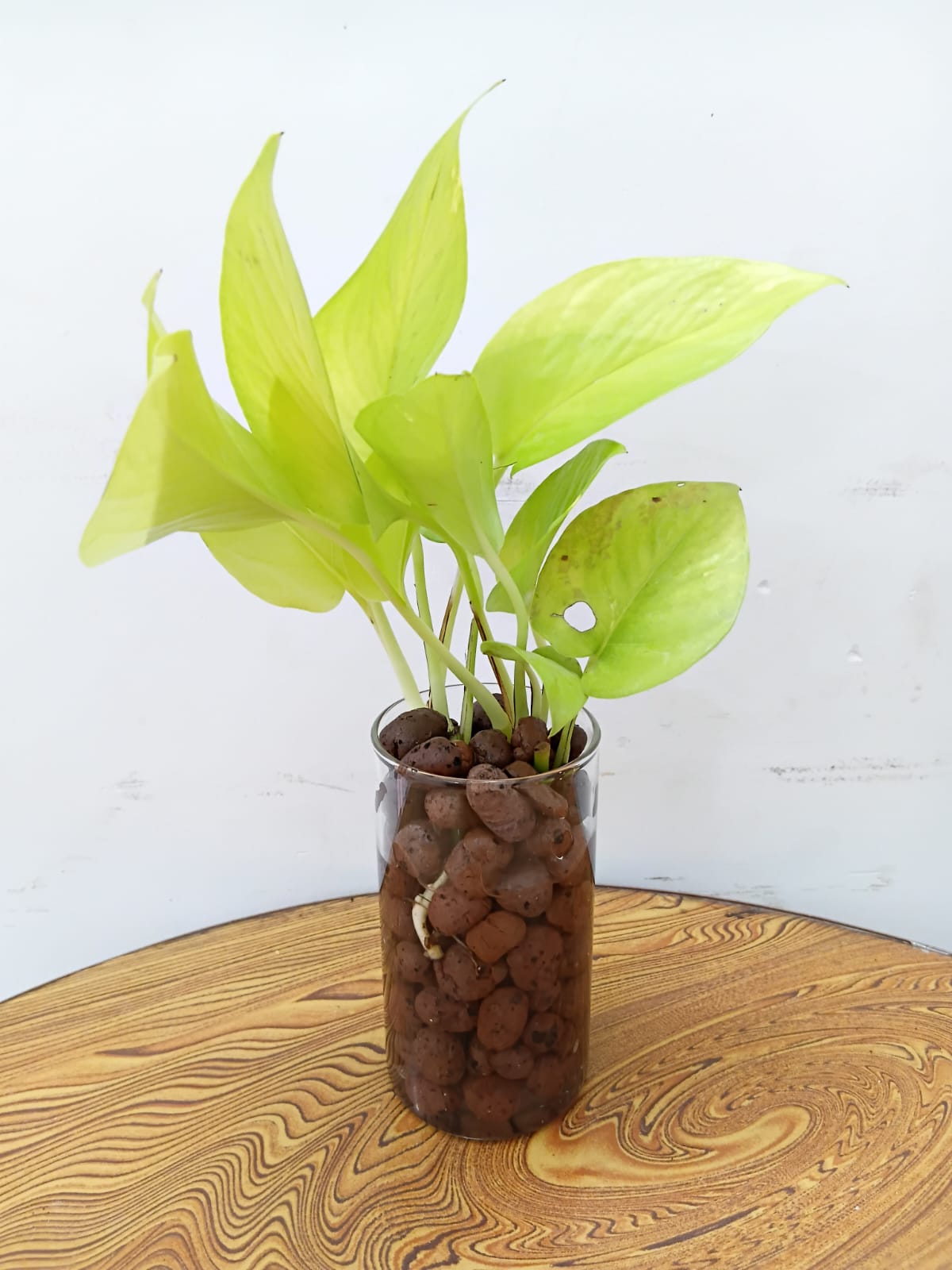 money plant in leca LECA Clay Balls (650 grams) – rootsraja.in