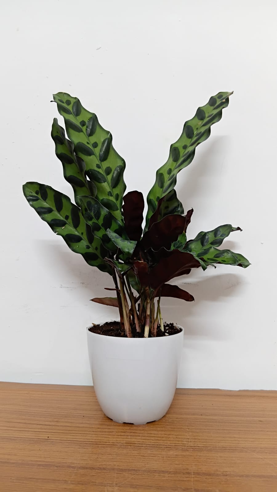 Calathea Insignis