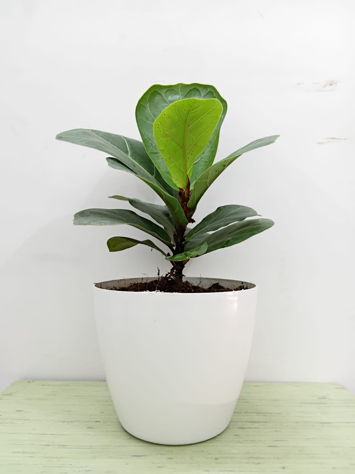 Fiddle Leaf Fig