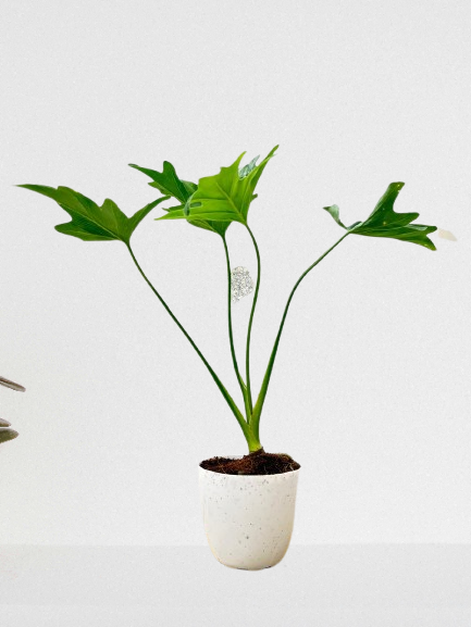 Philodendron selloum