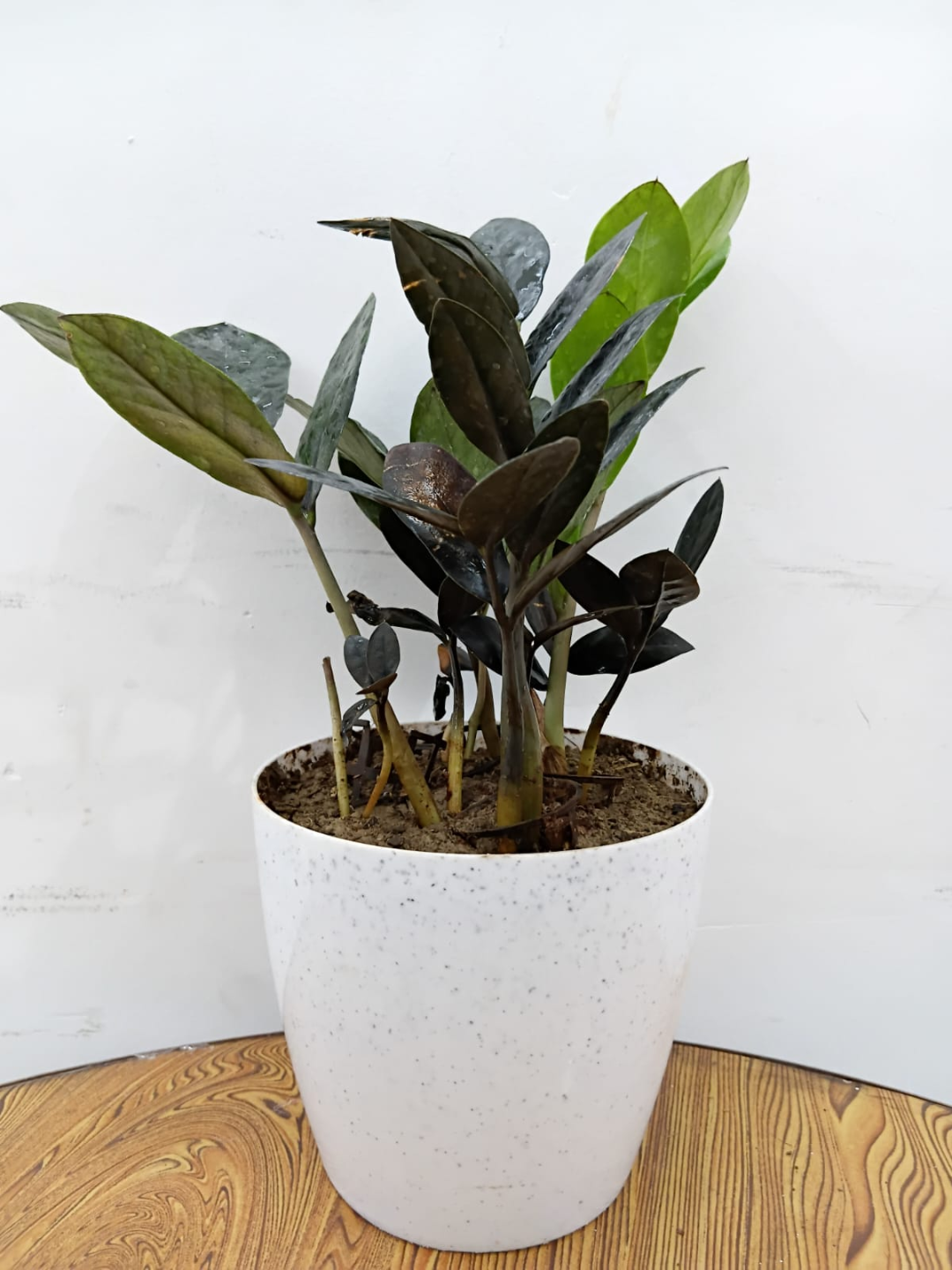 ZZ Plant Raven Black
