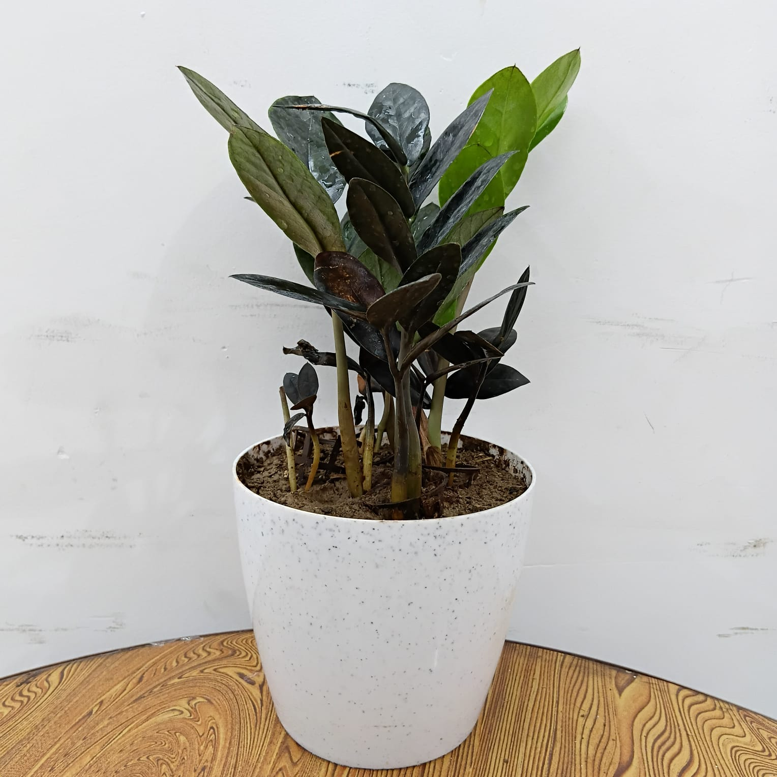 ZZ Plant Raven Black