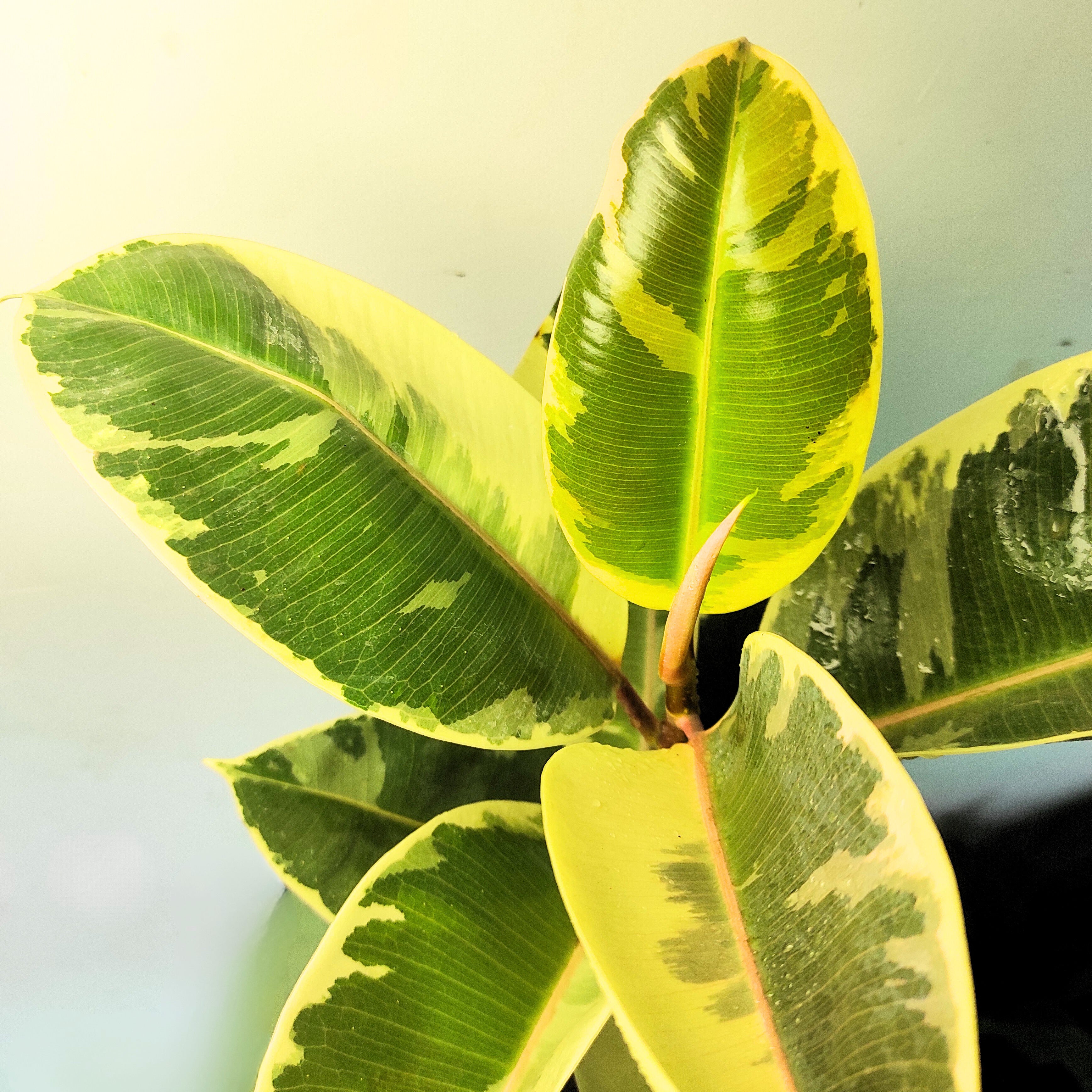 Rubber Plant Variegated