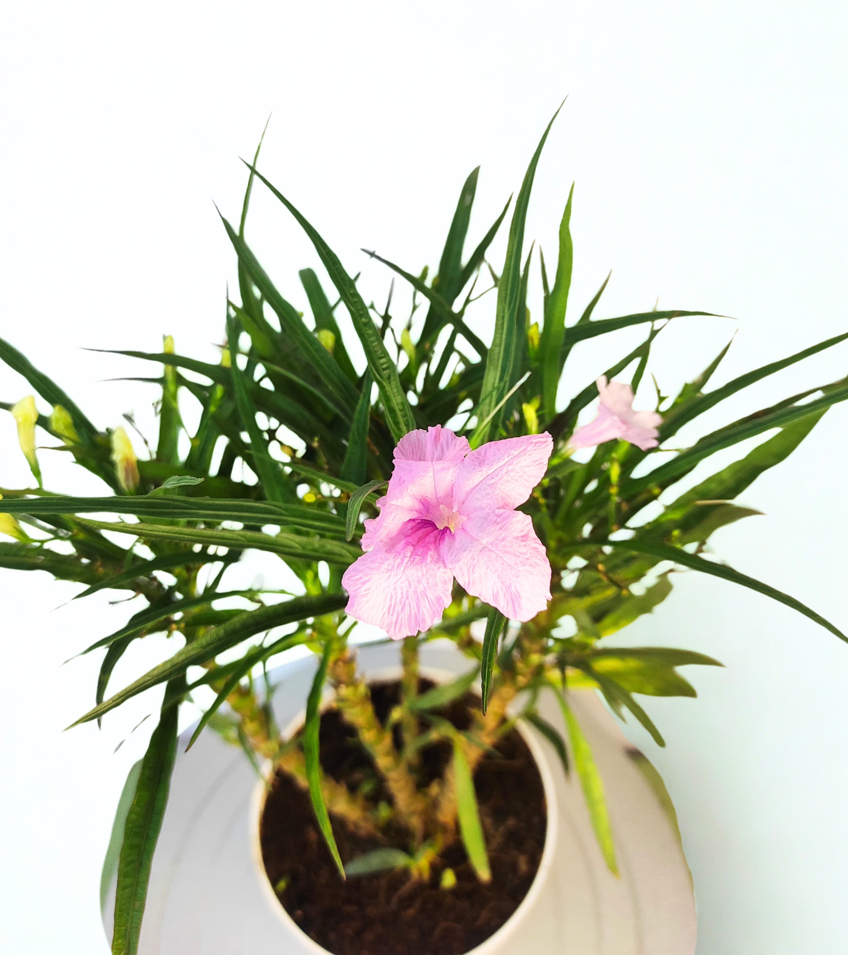 Nargis Plant