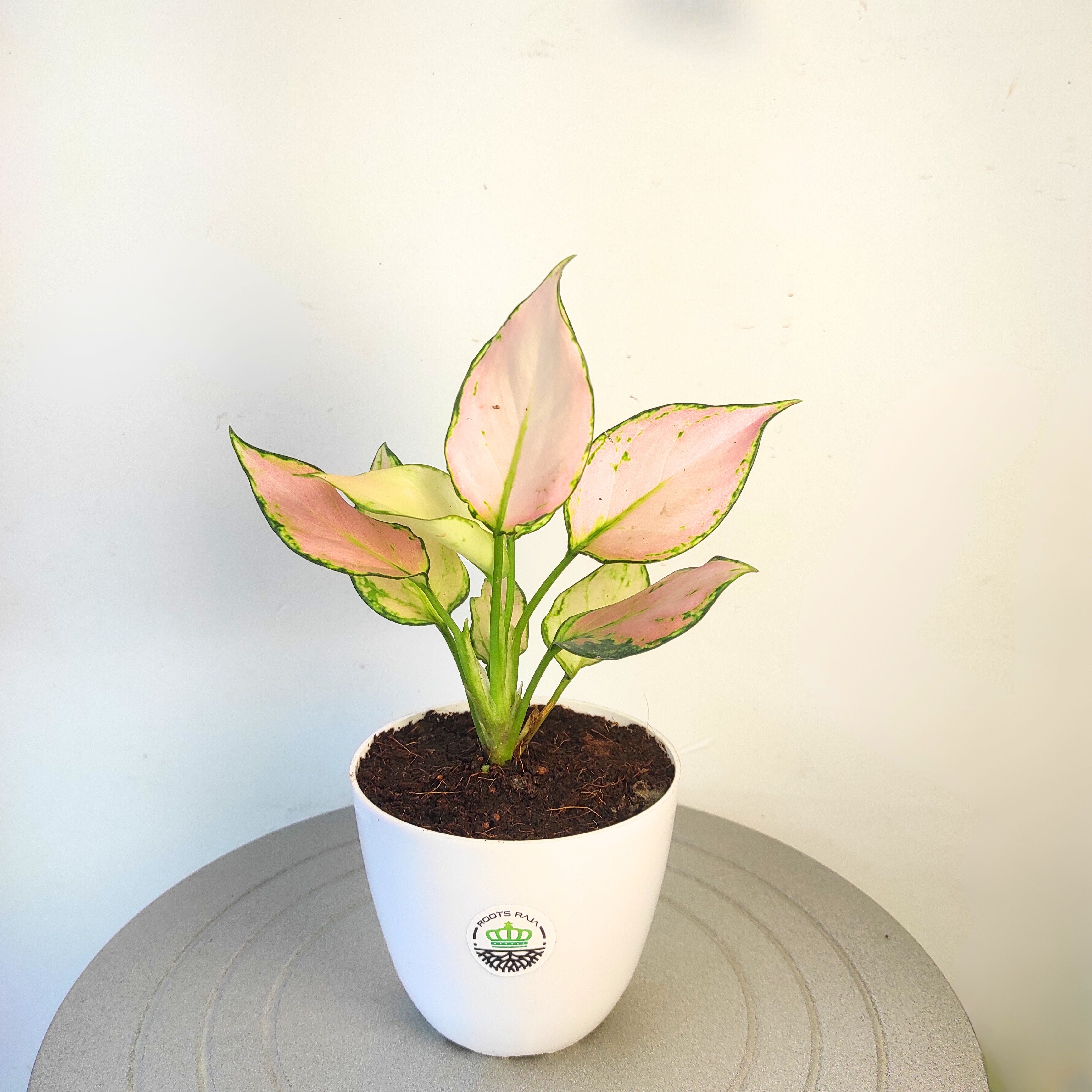 Aglaonema White Pink