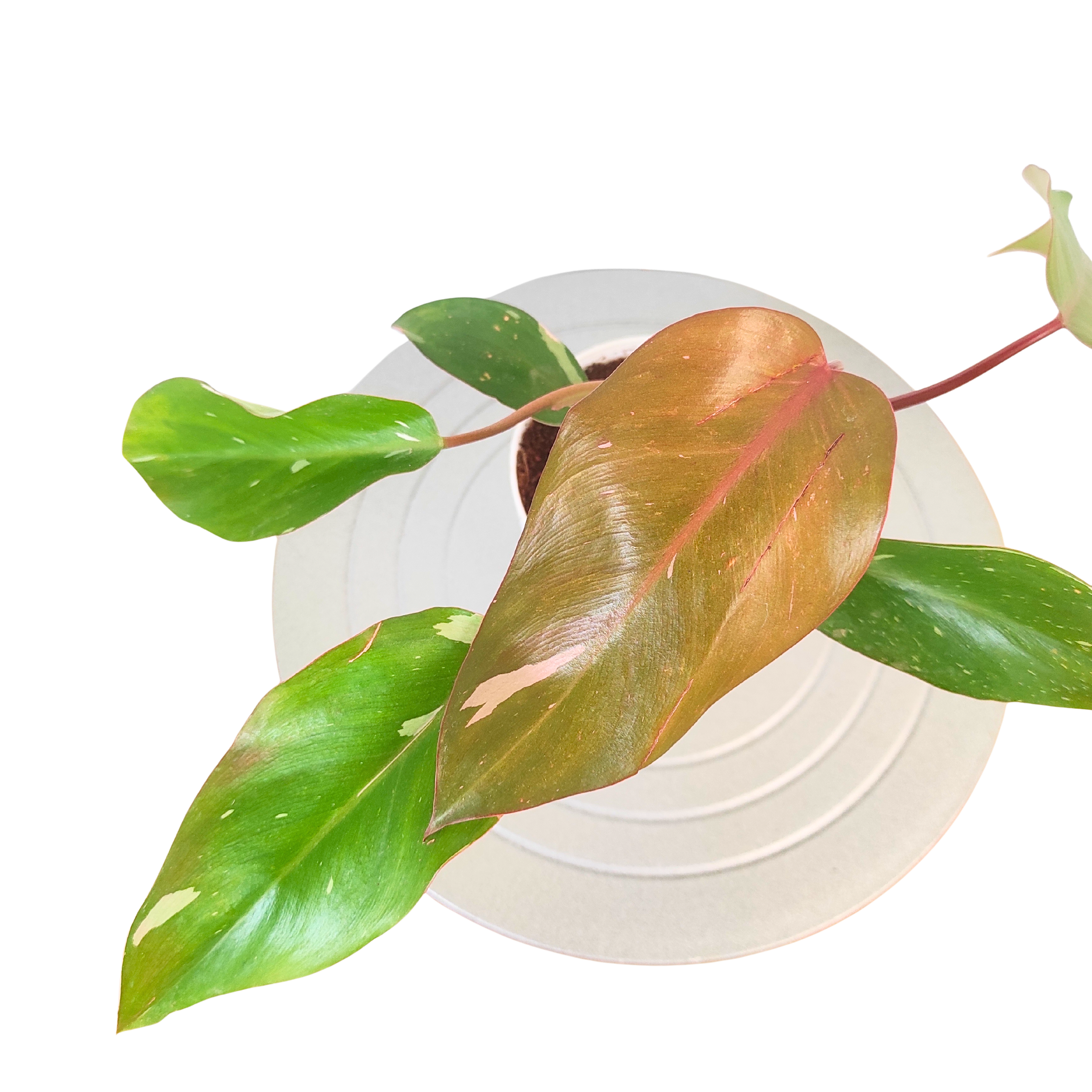 philodendron pink princess online india Buy Philodendron Pink Princess – Rare Variegated Indoor Plant – rootsraja.in