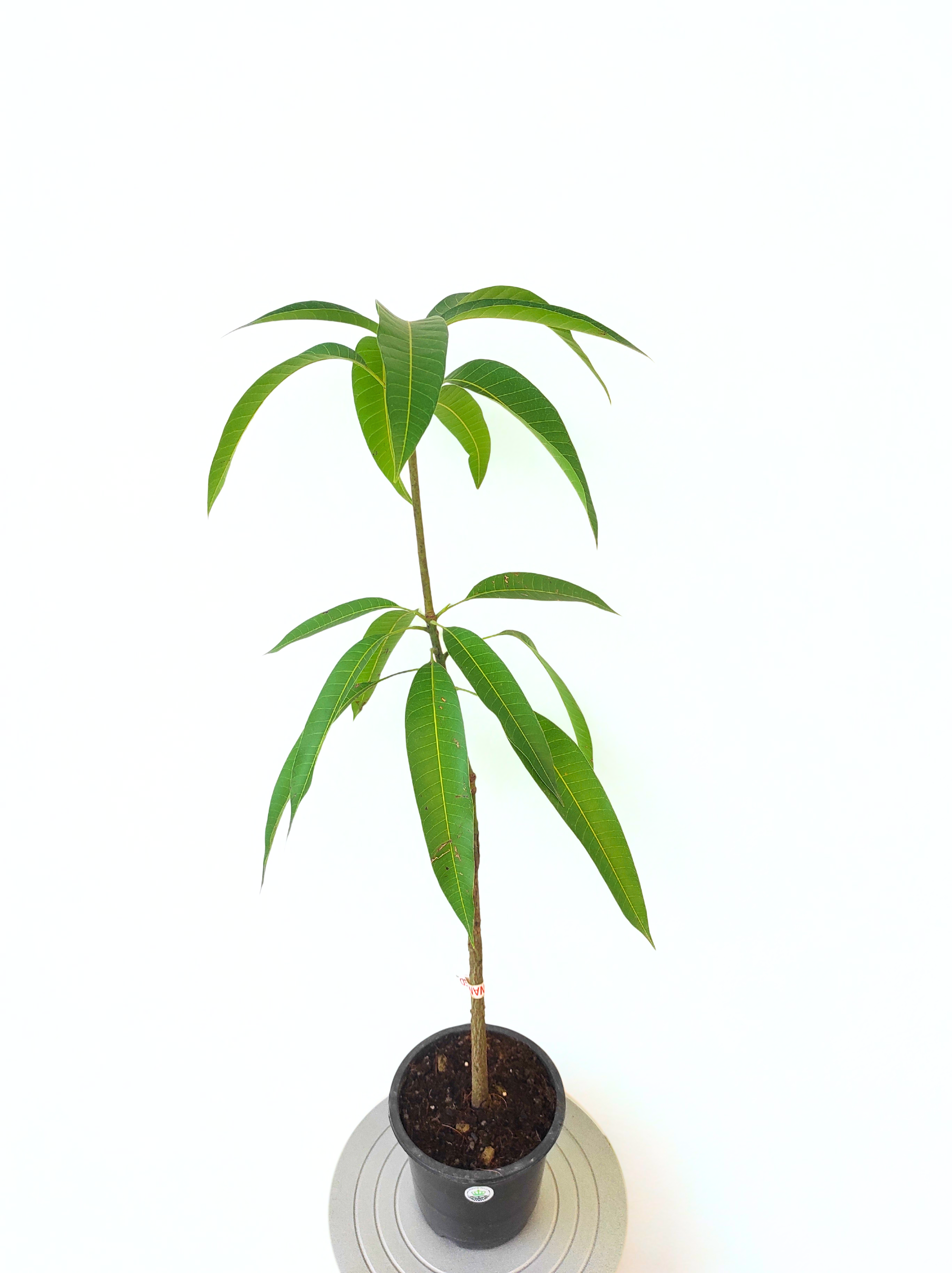Grafted Taiwan Red Mango