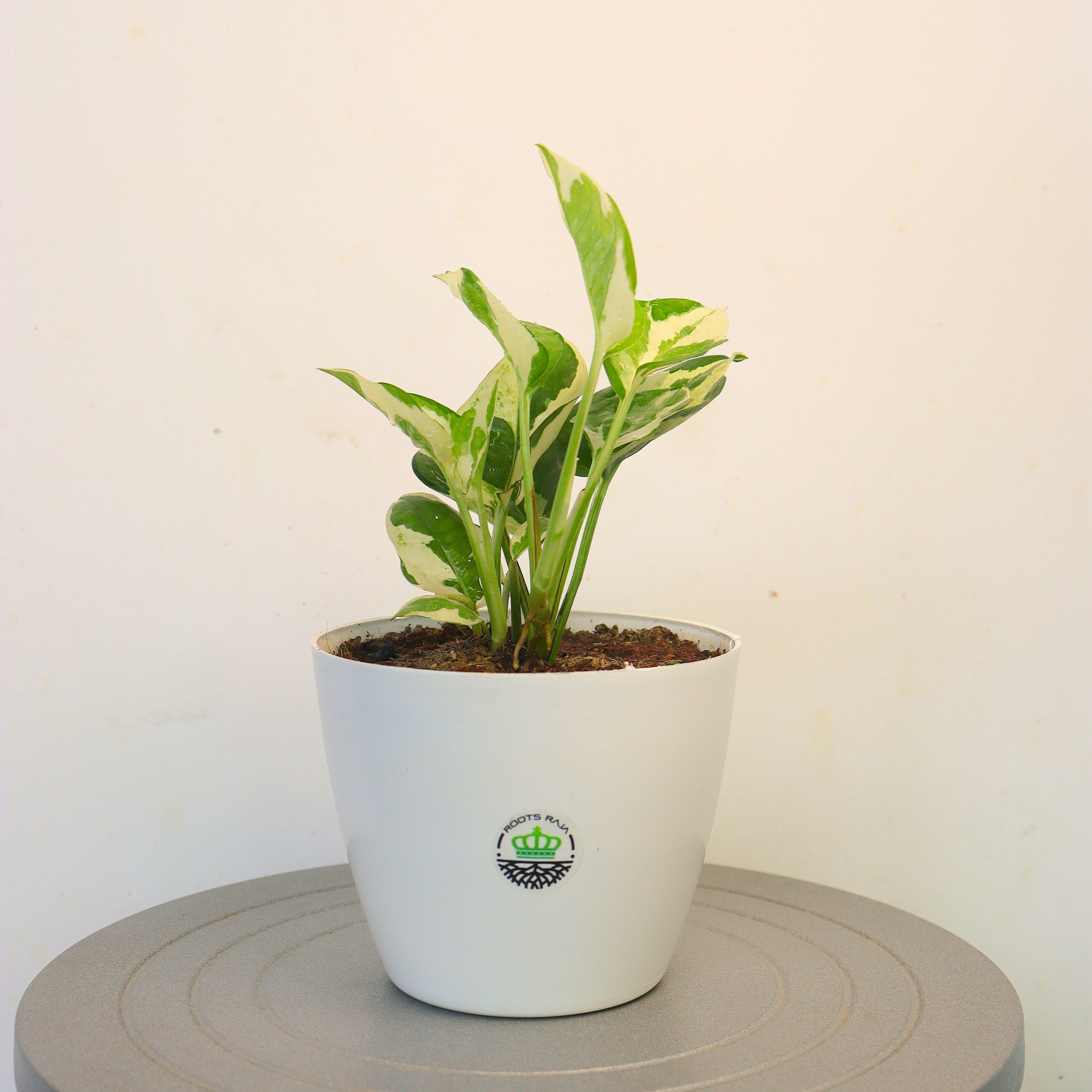 manjula money plant Buy Manjula Money Plant Online - Variegated Beauty