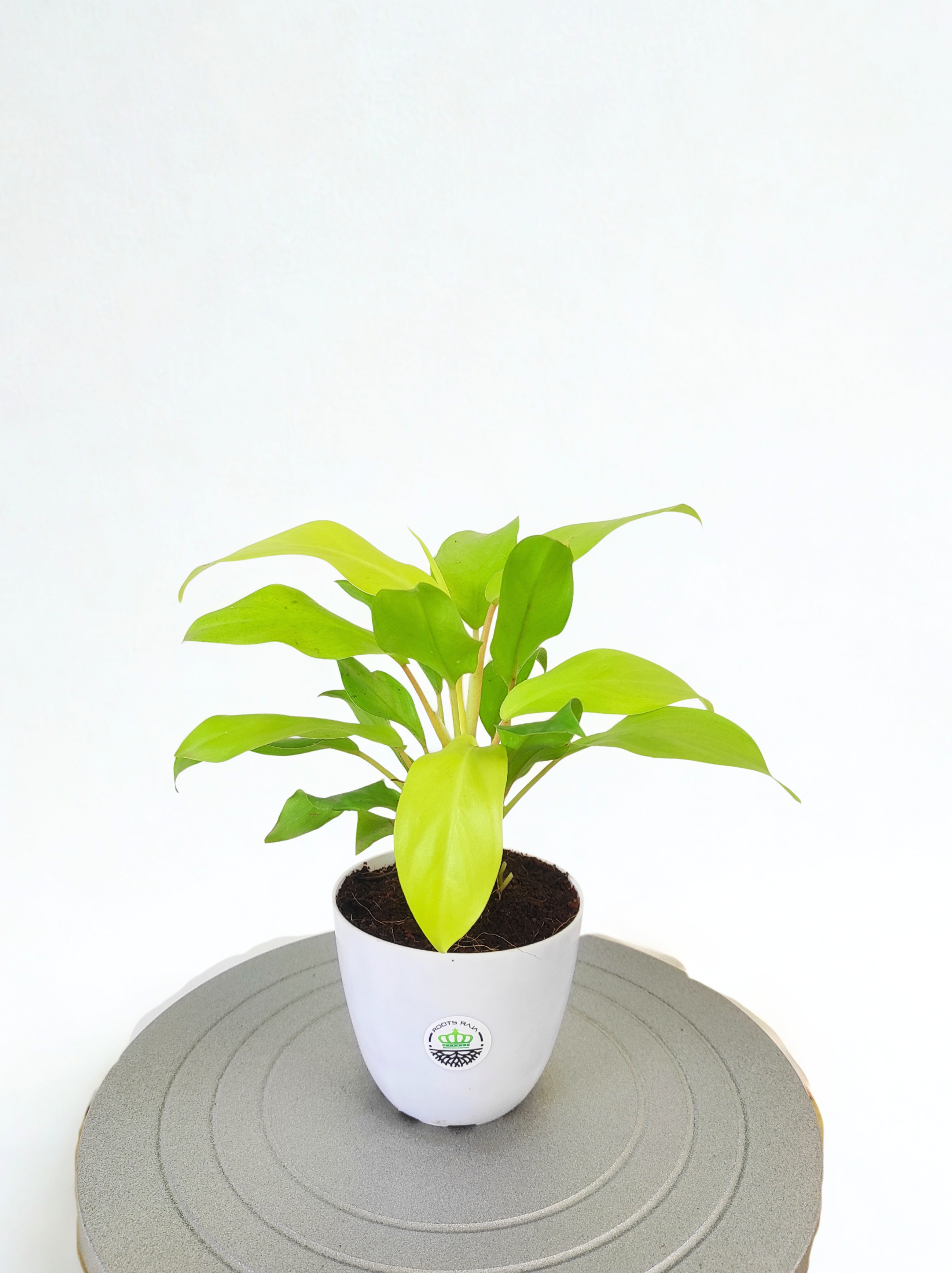 Philodendron Ceylon Golden